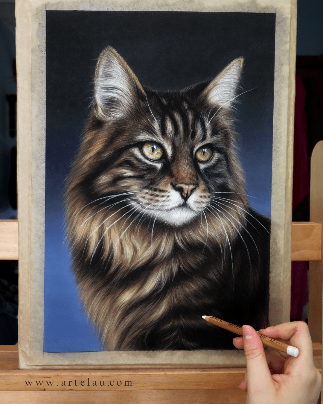 Retrato Gato Bosque de Noruega