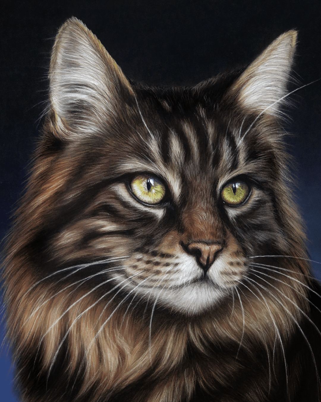 Retrato Gato Bosque de Noruega