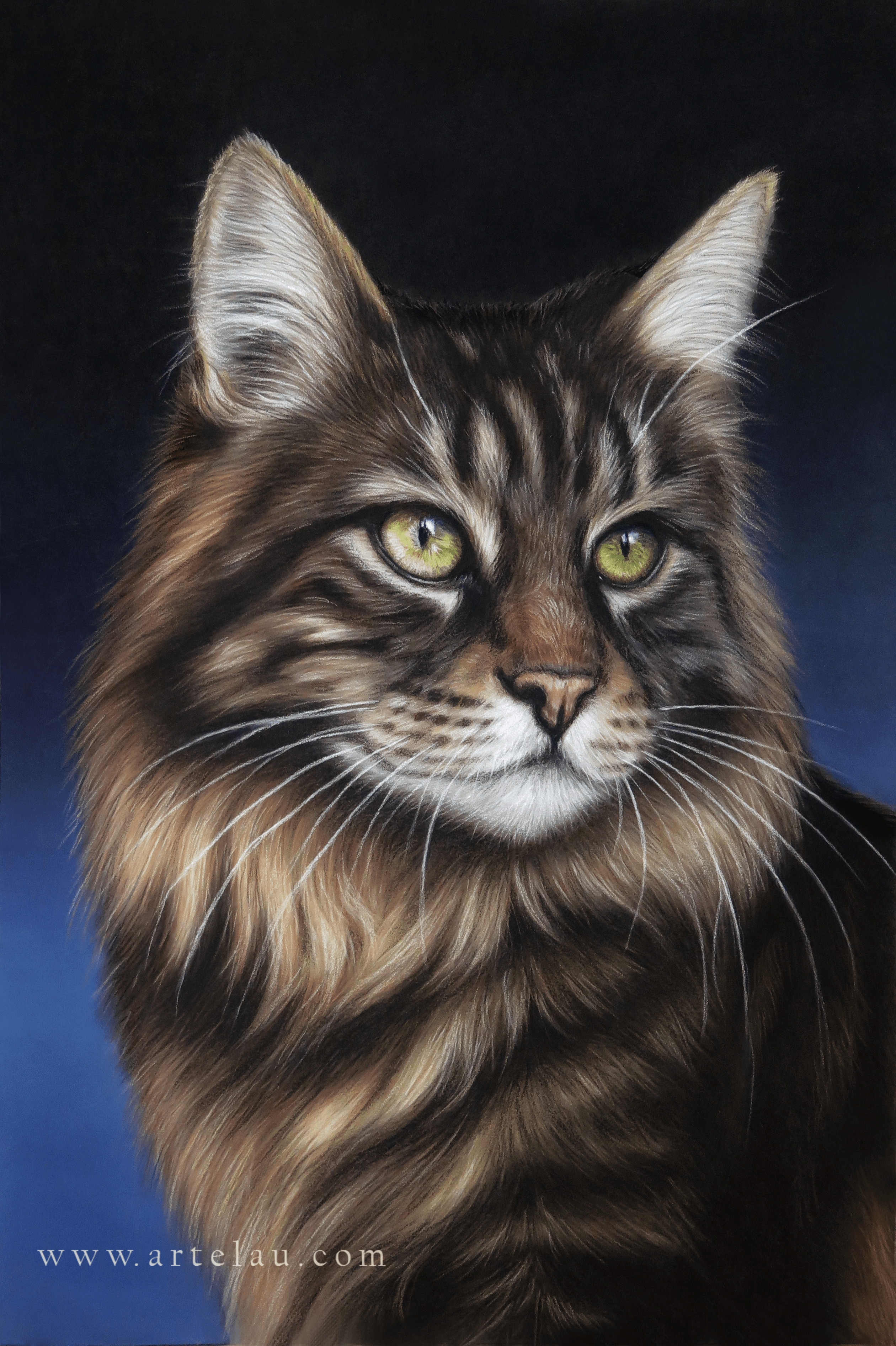 Retrato Gato Bosque de Noruega