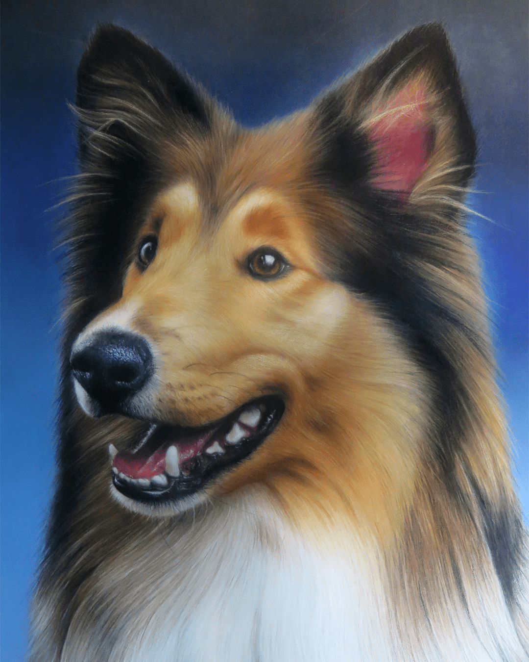 Retrato Collie