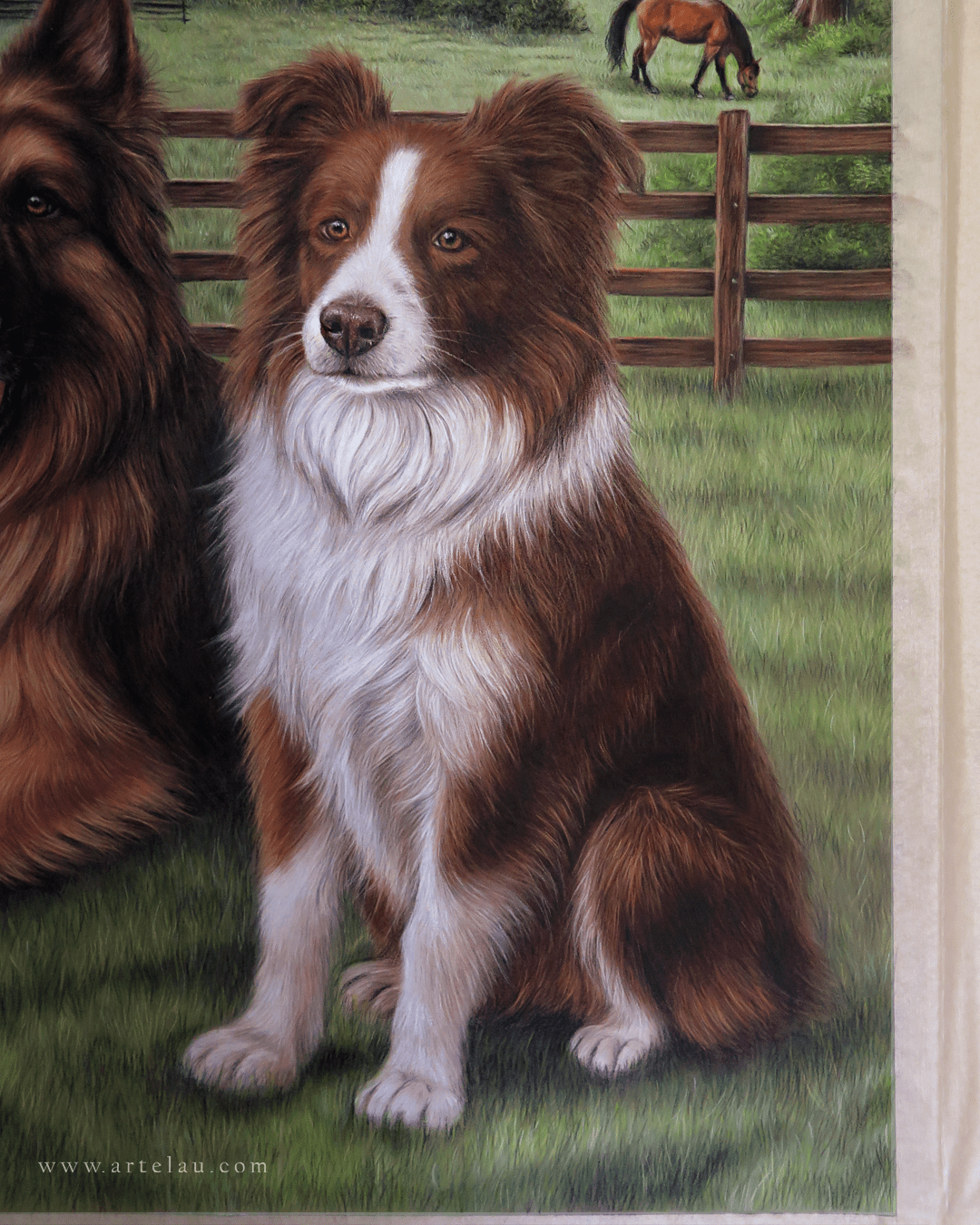 Retrato Pastor Alemán & Border Collie