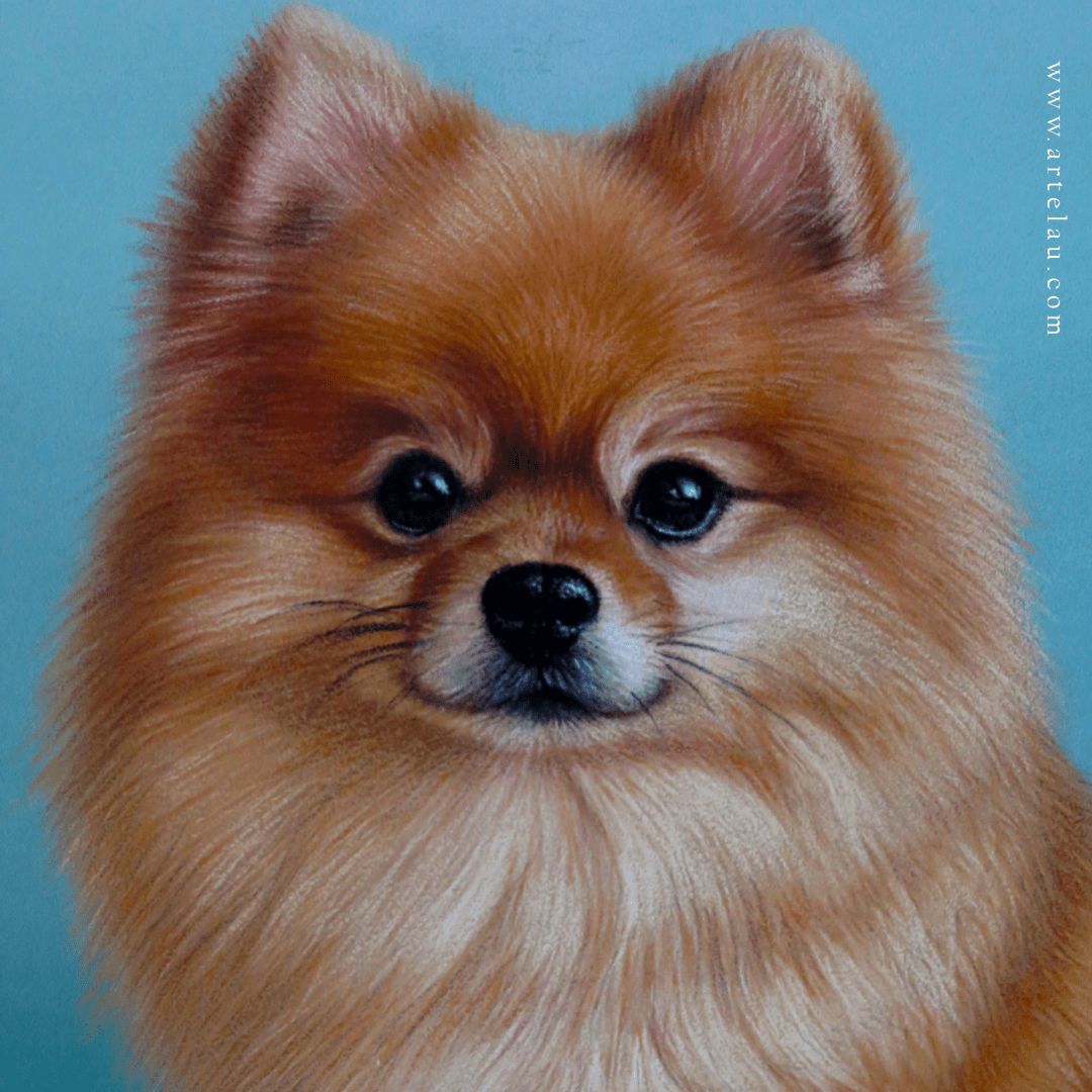 Retrato Pomeranian