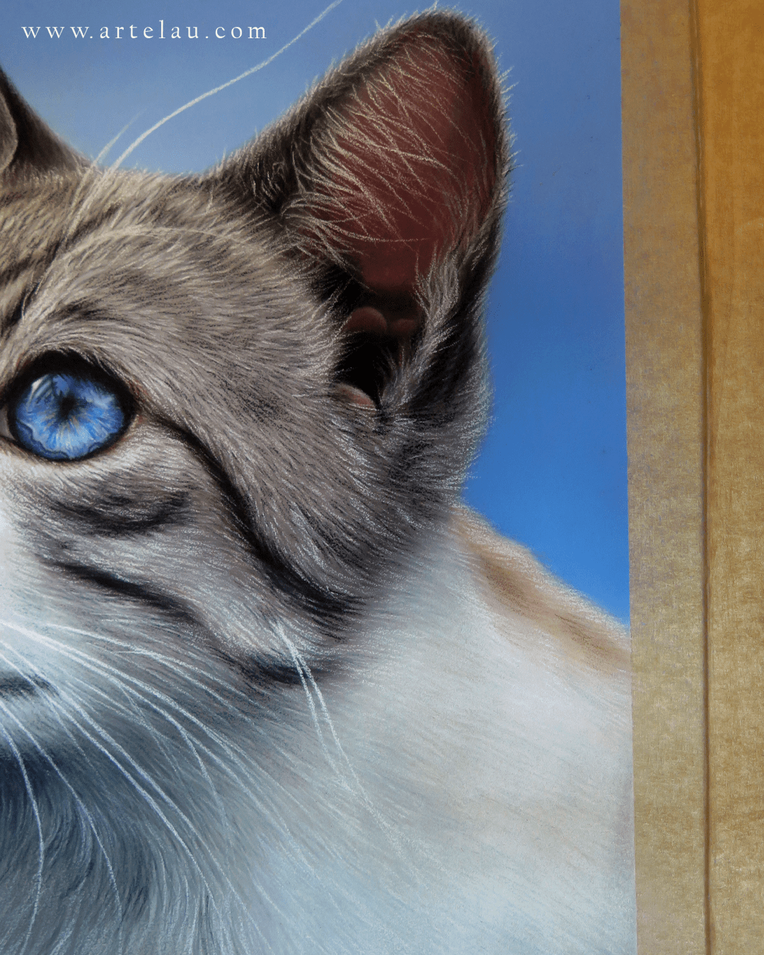 Retrato Gato gris ojos azules