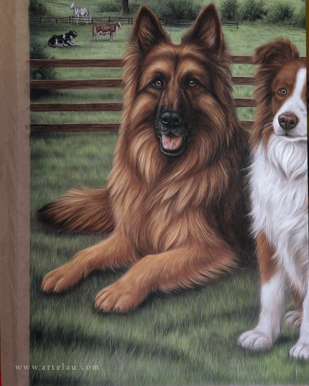 Retrato Pastor Alemán & Border Collie