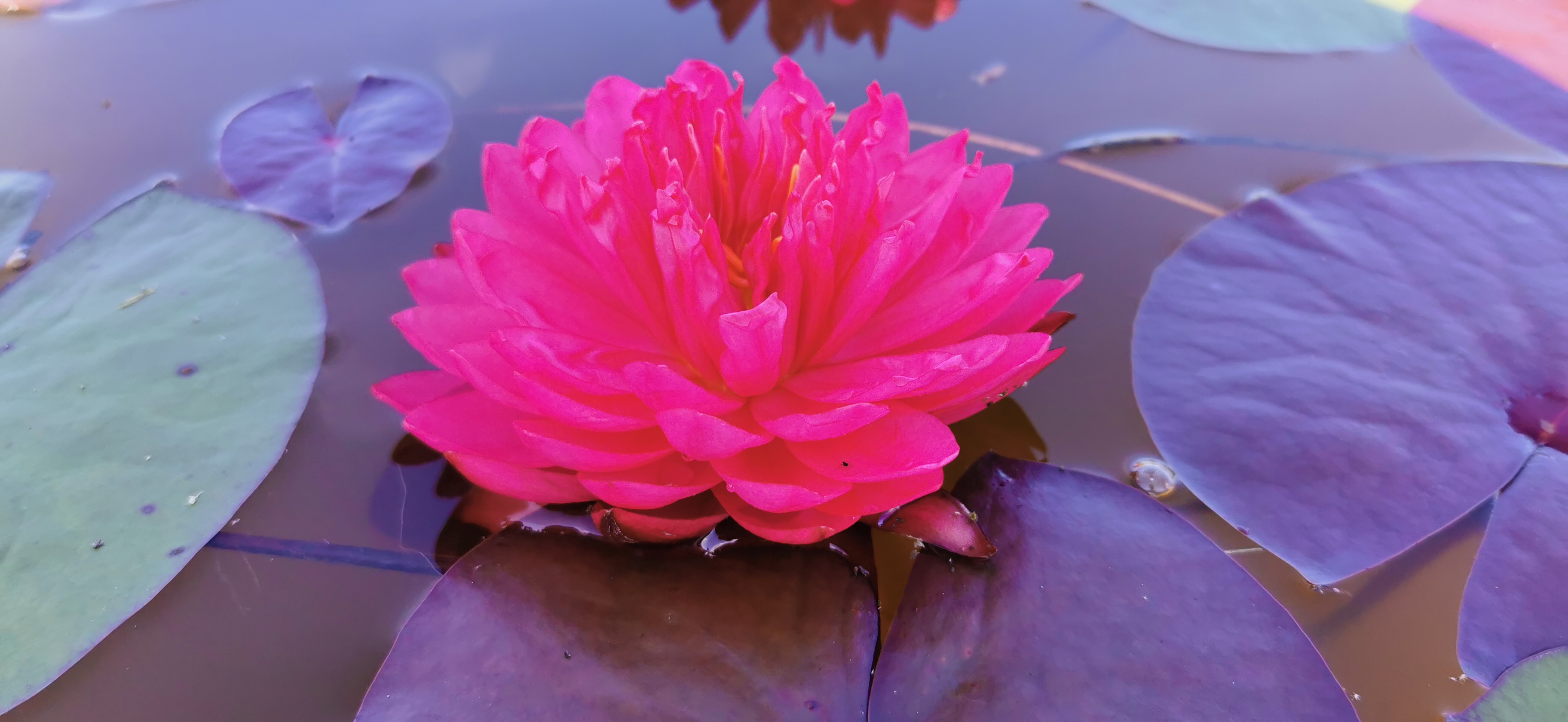 Fuksijų spalvos lelija "Pom Pom"