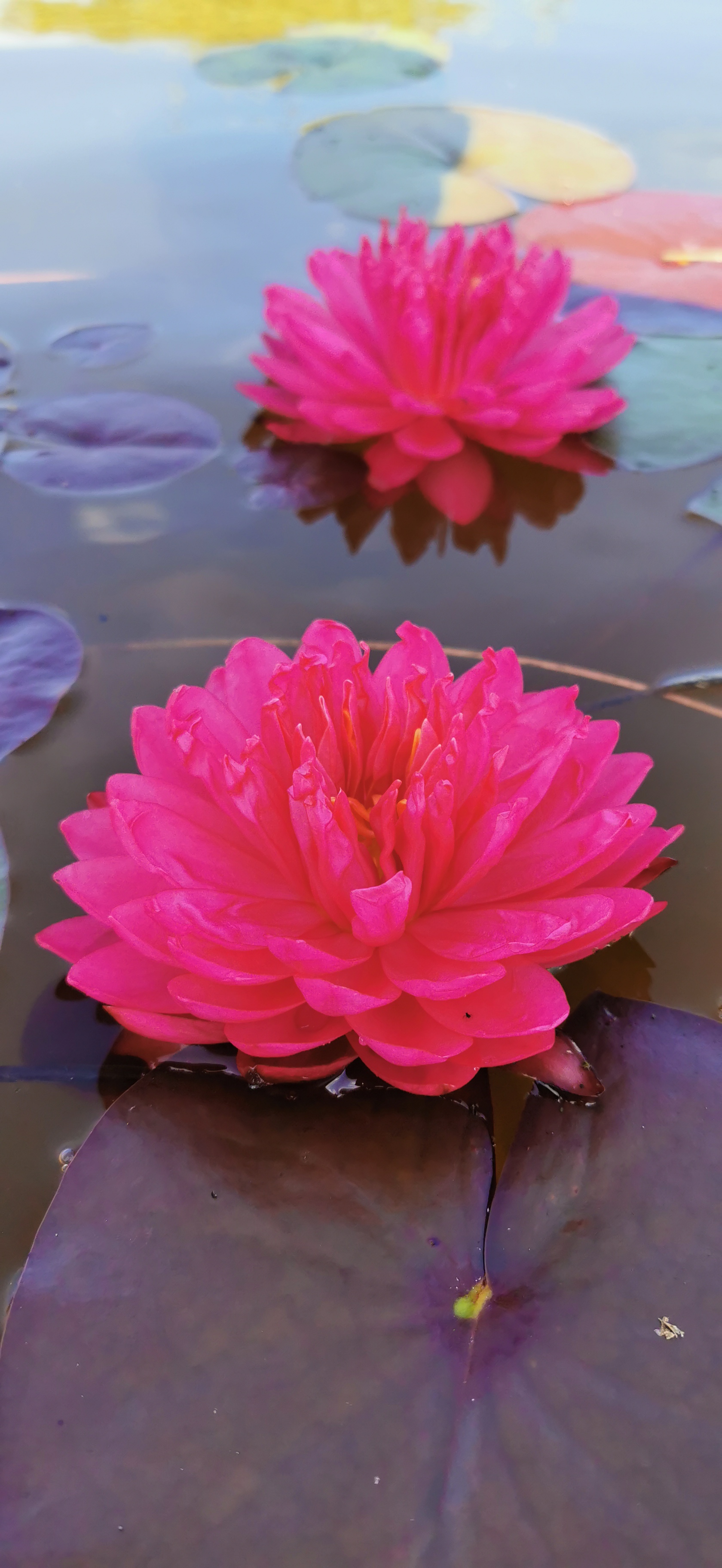 Fuksijų spalvos lelija "Pom Pom"