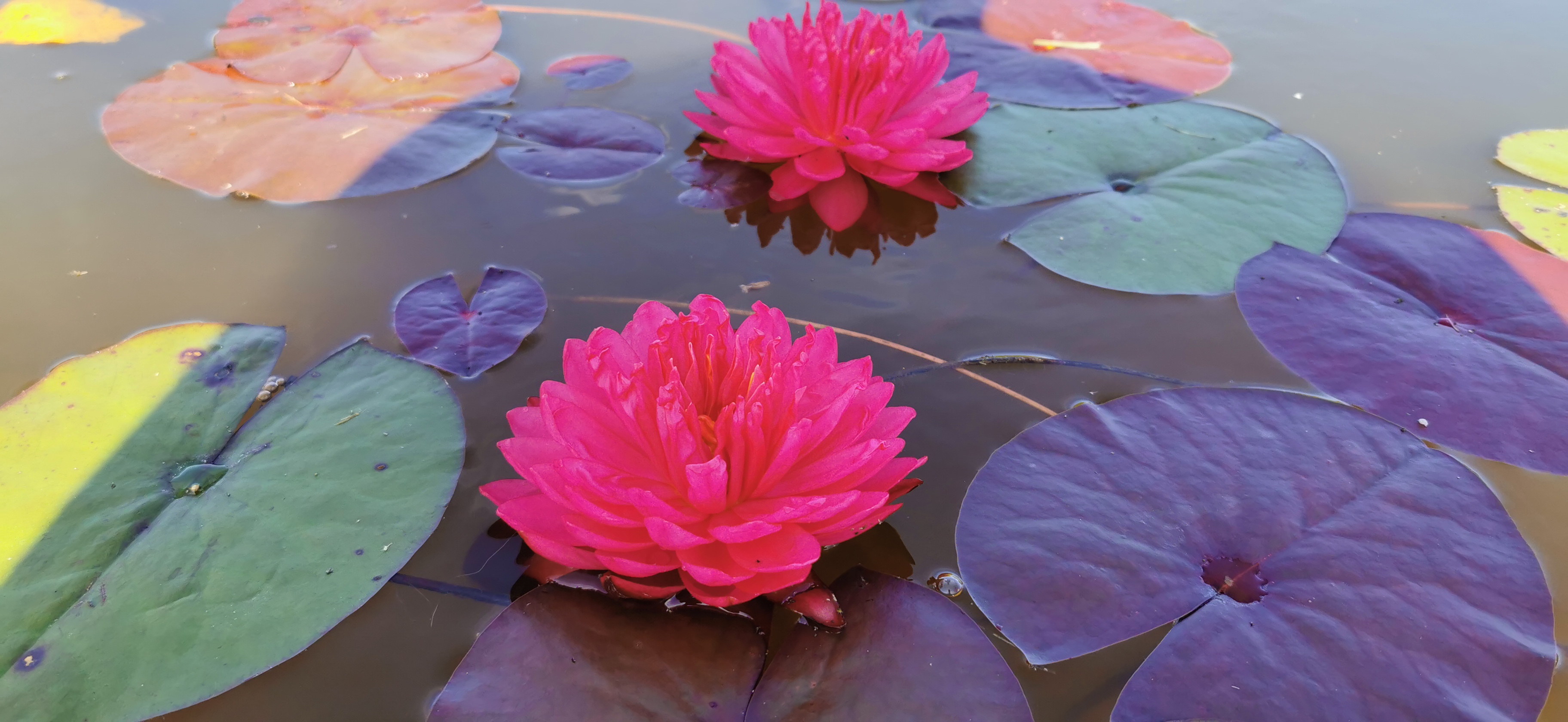 Fuksijų spalvos lelija "Pom Pom"