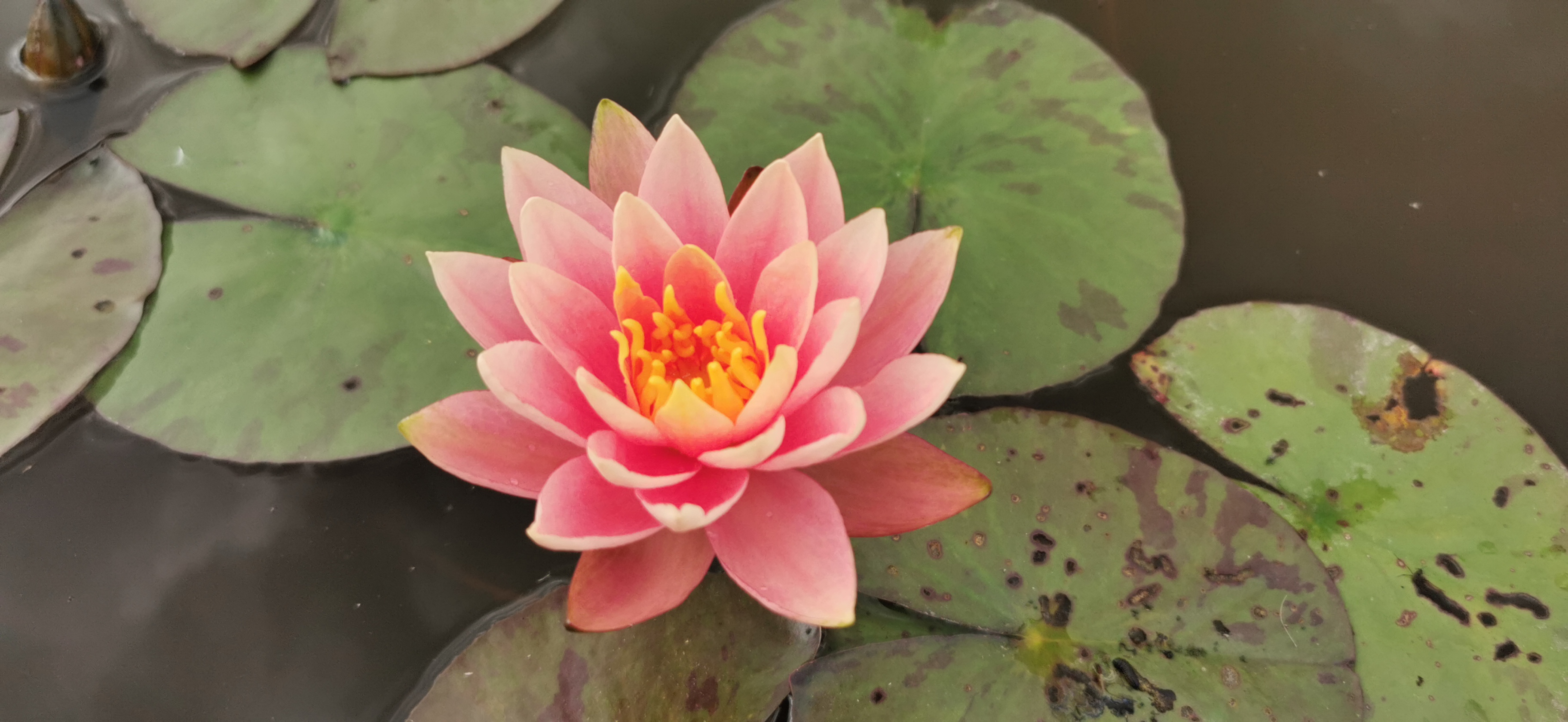 Lašišinio atspalvio vandens lelija "Colorado"