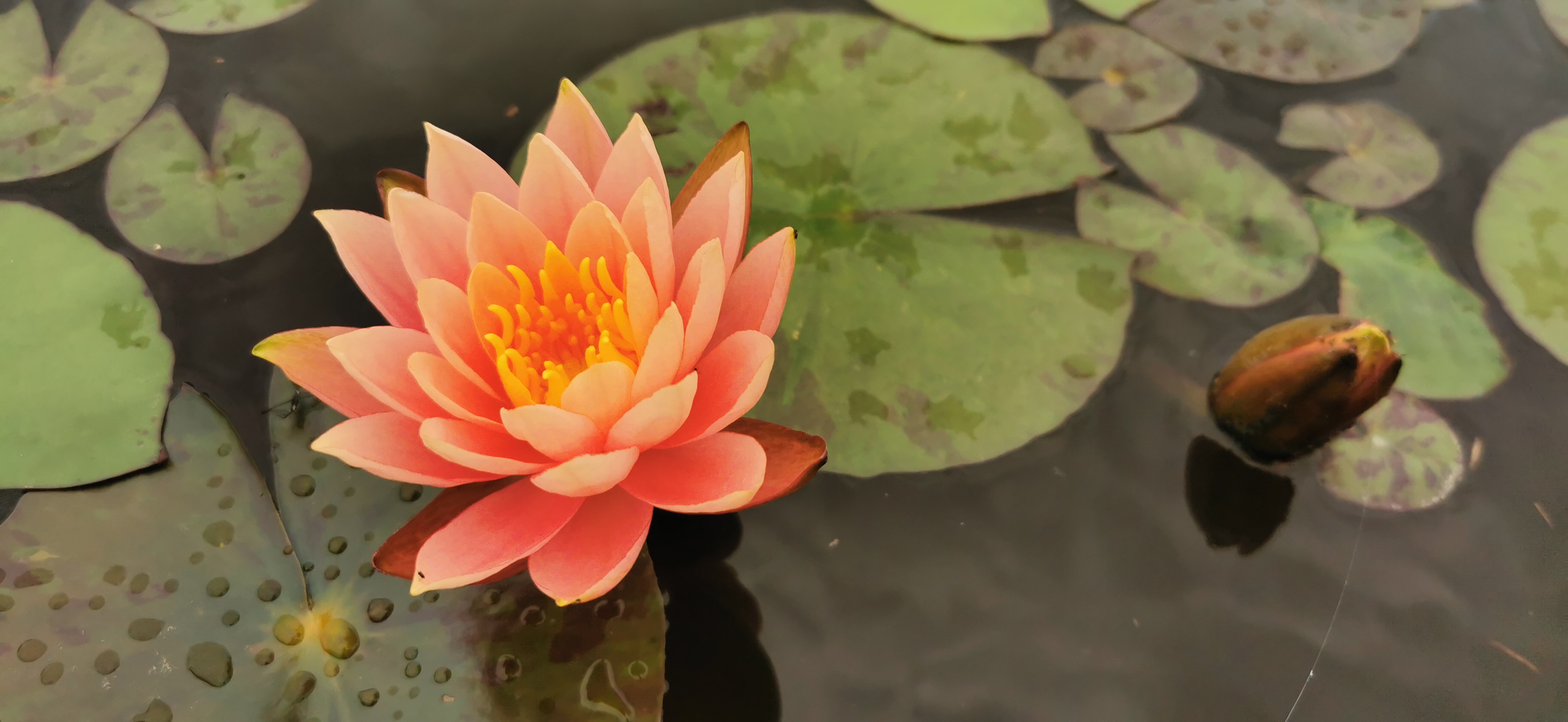 Lašišinio atspalvio vandens lelija "Colorado"