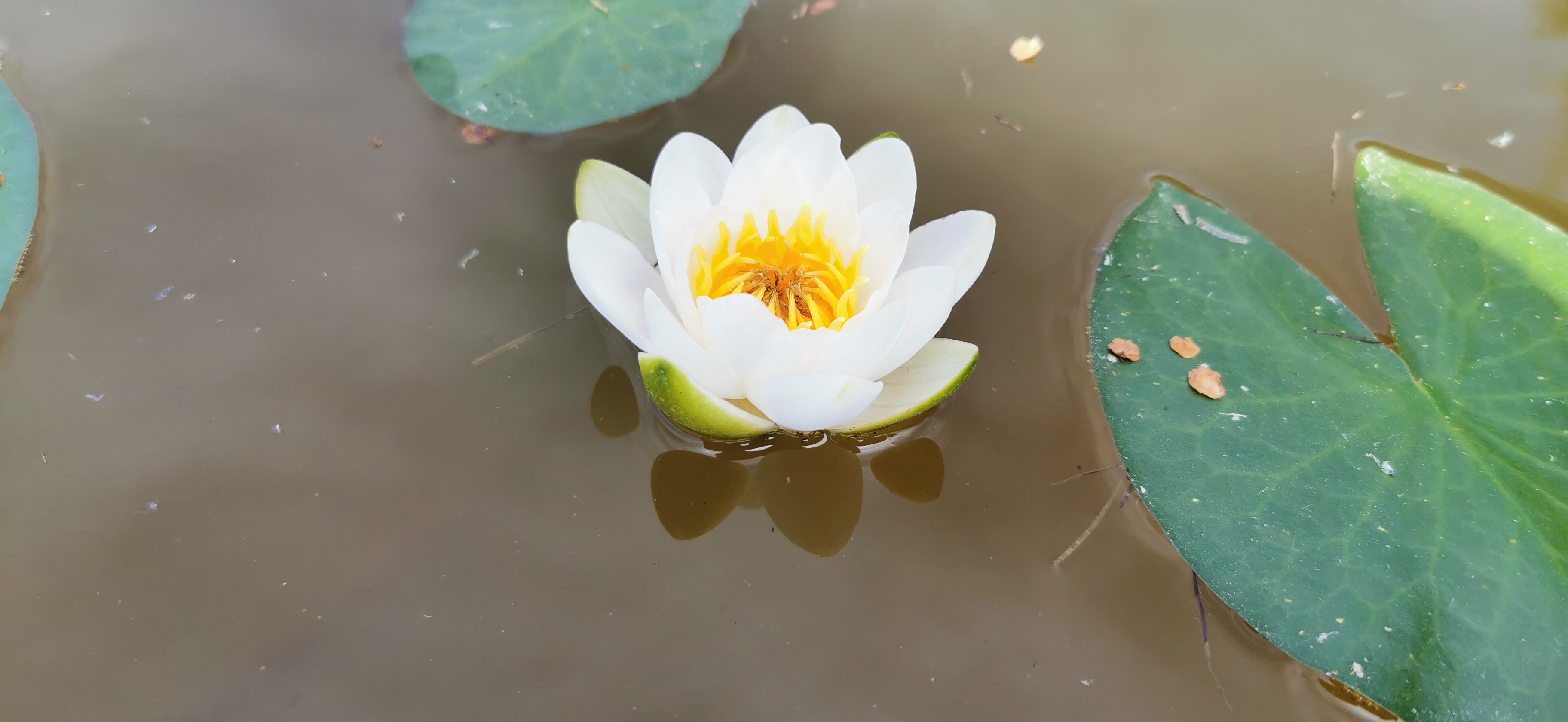 Lietuvos ežerų balta vandens lelija