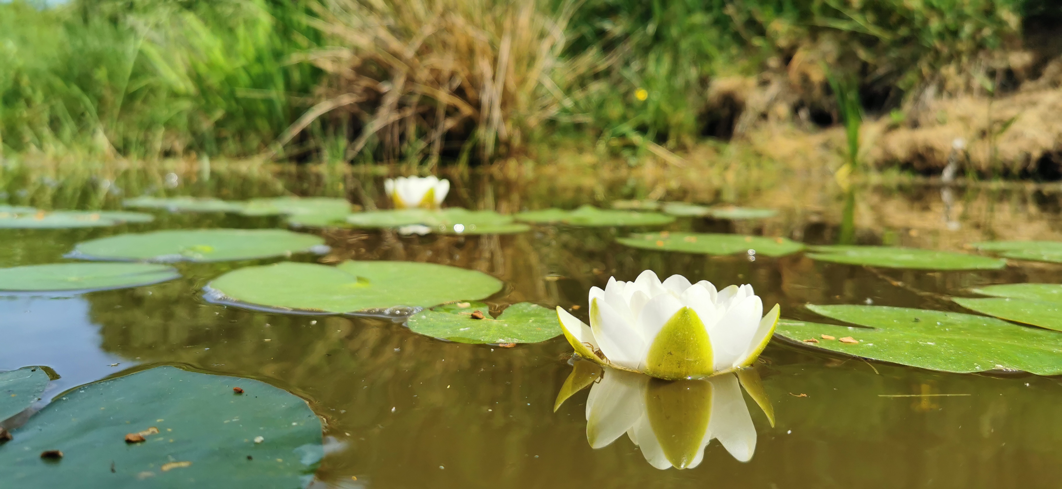 Lietuvos ežerų balta vandens lelija