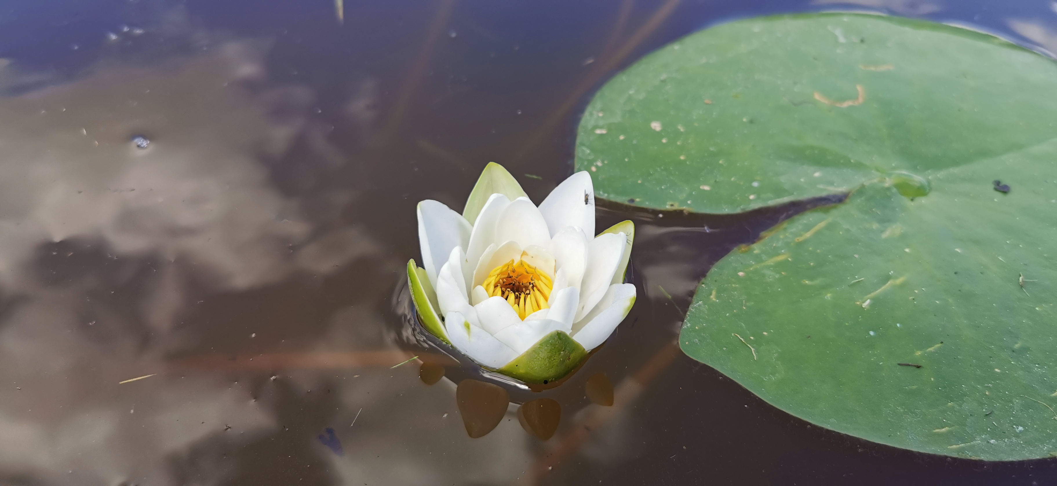 Lietuvos ežerų balta vandens lelija