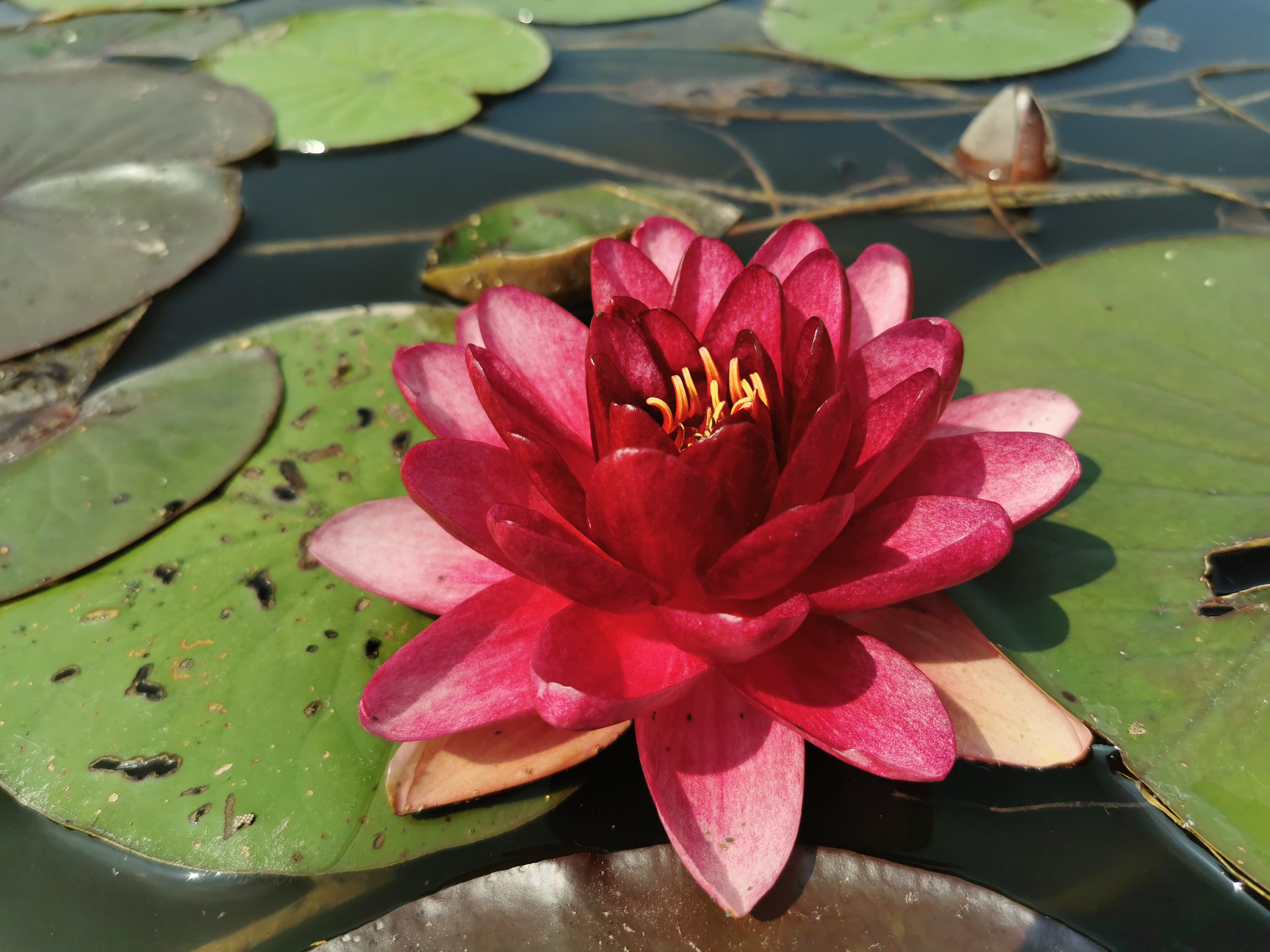 Vandens lelija "Almost Black"