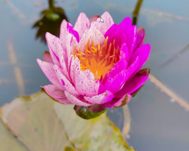 Vandens lelija "Amethyst Crystal"