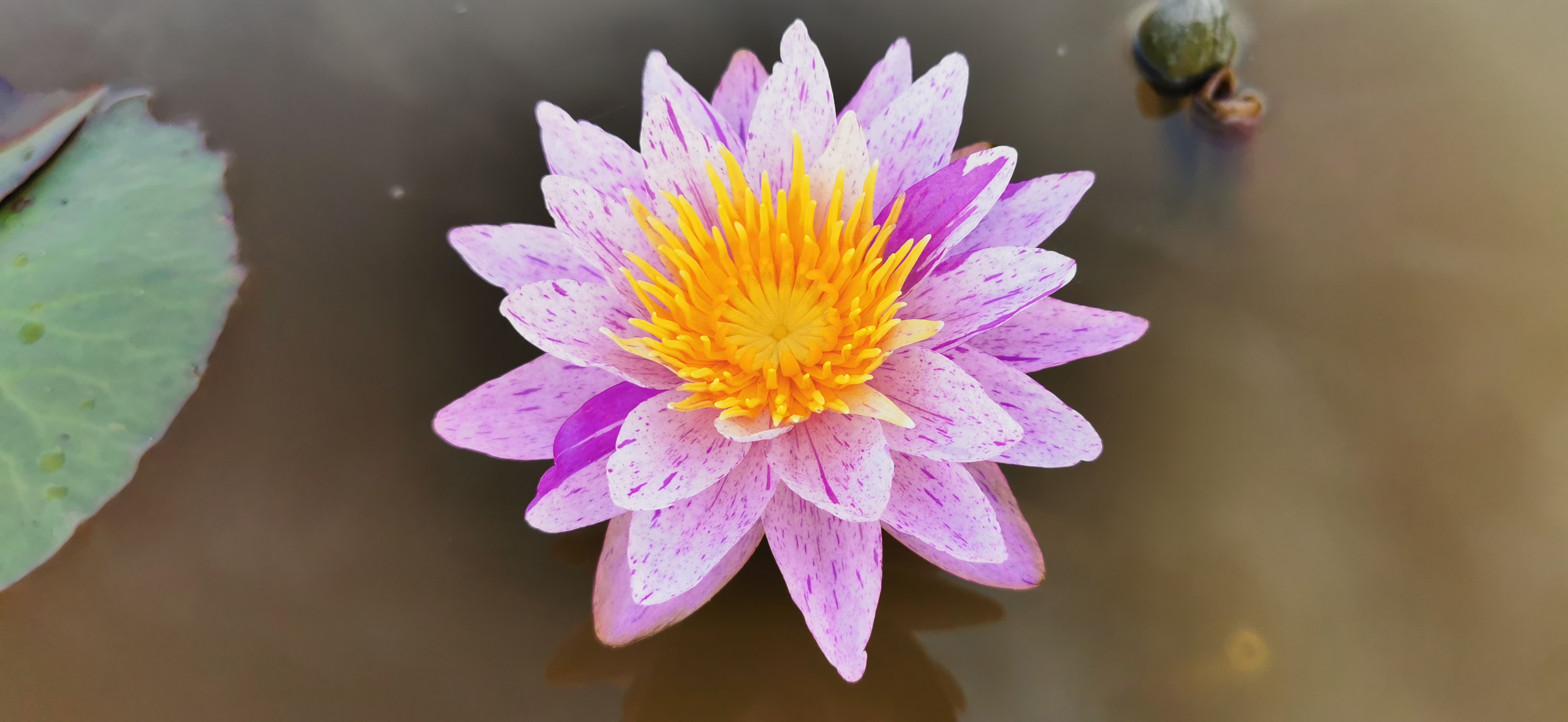 Vandens lelija "Amethyst Crystal"