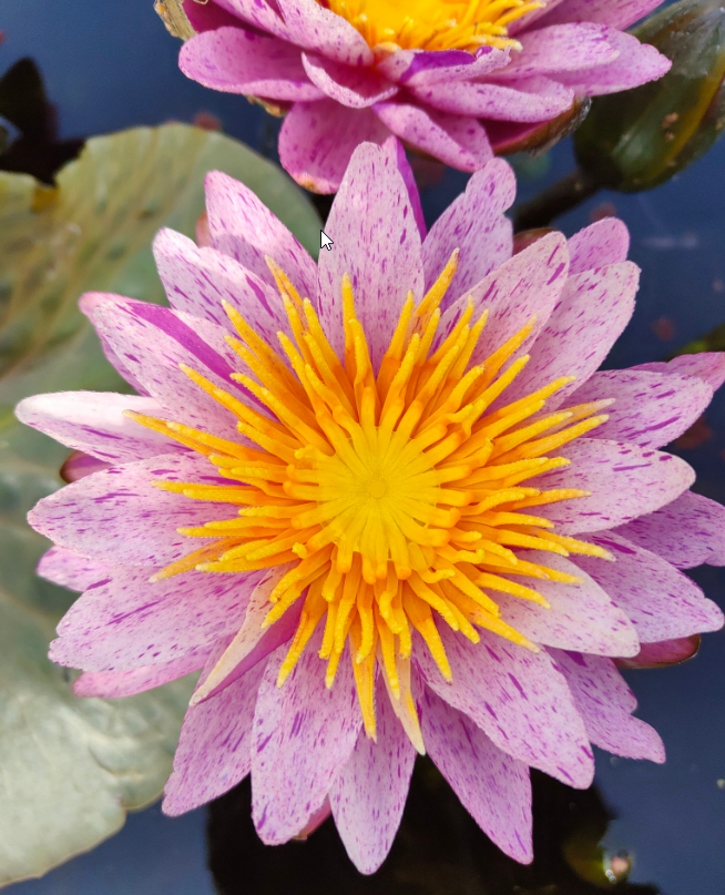 Vandens lelija "Amethyst Crystal"