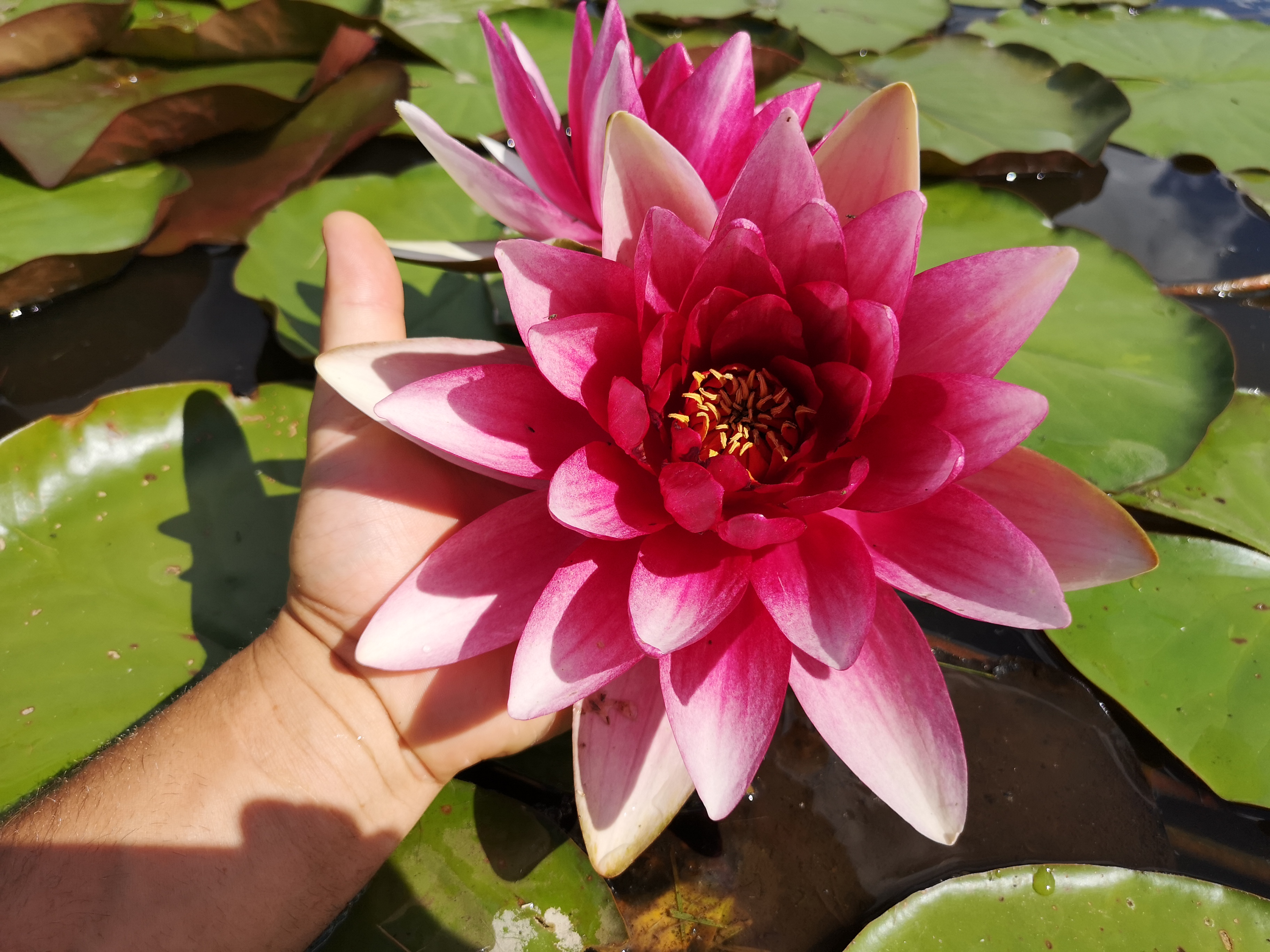 Vandens lelija "Attraction"