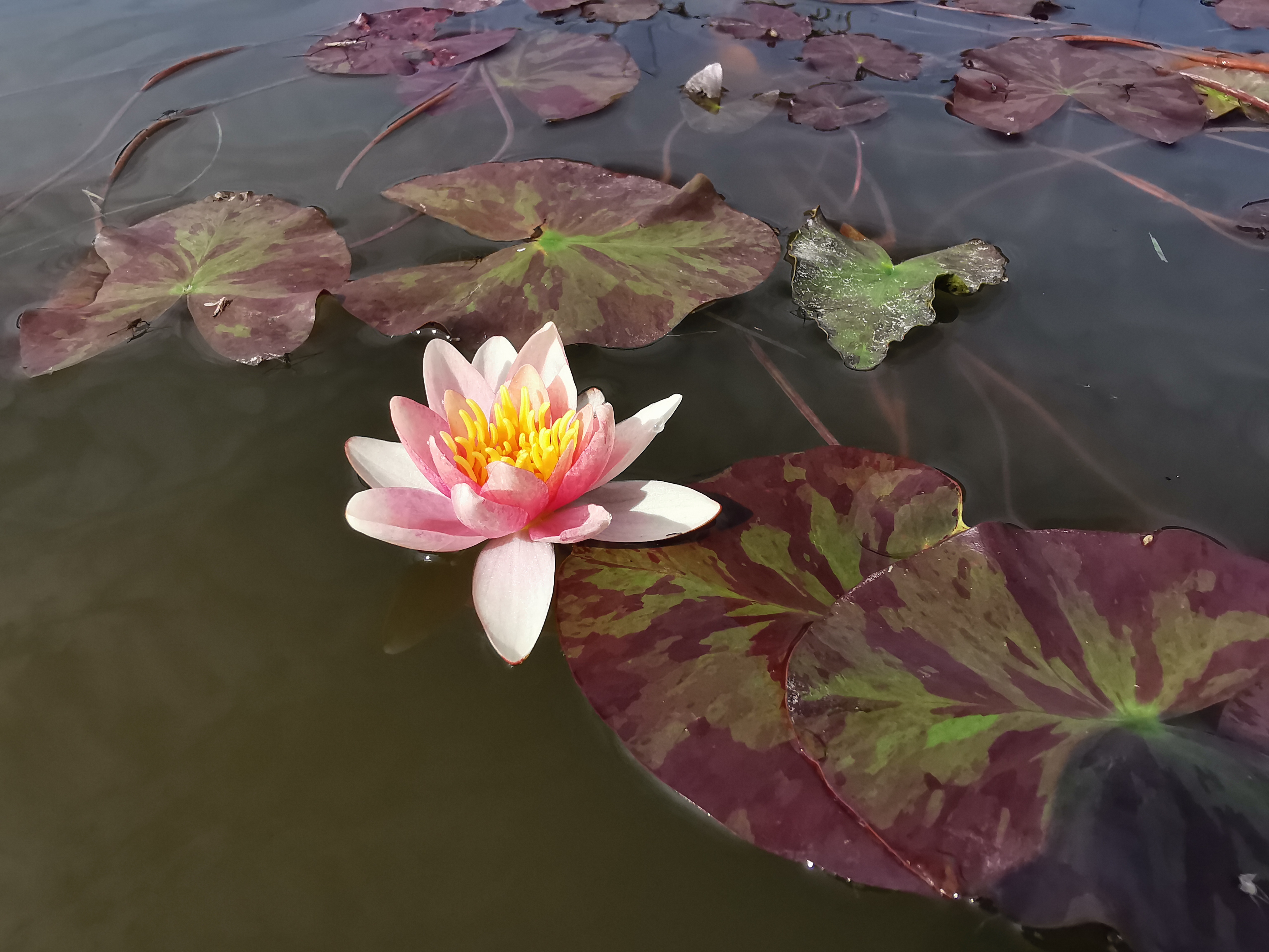 Vandens mini lelija "Aurora"