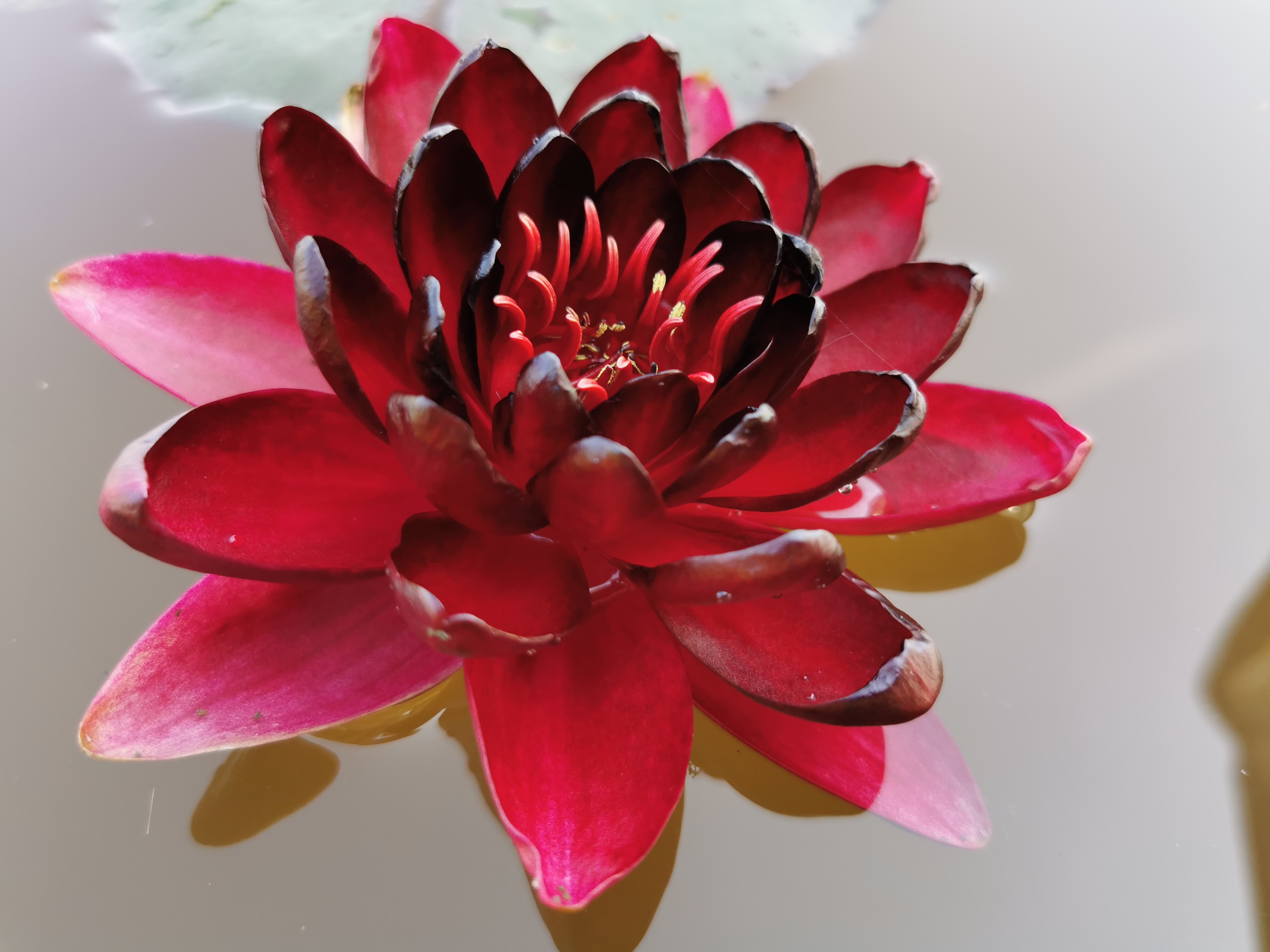 Vandens lelija "Black Princess"