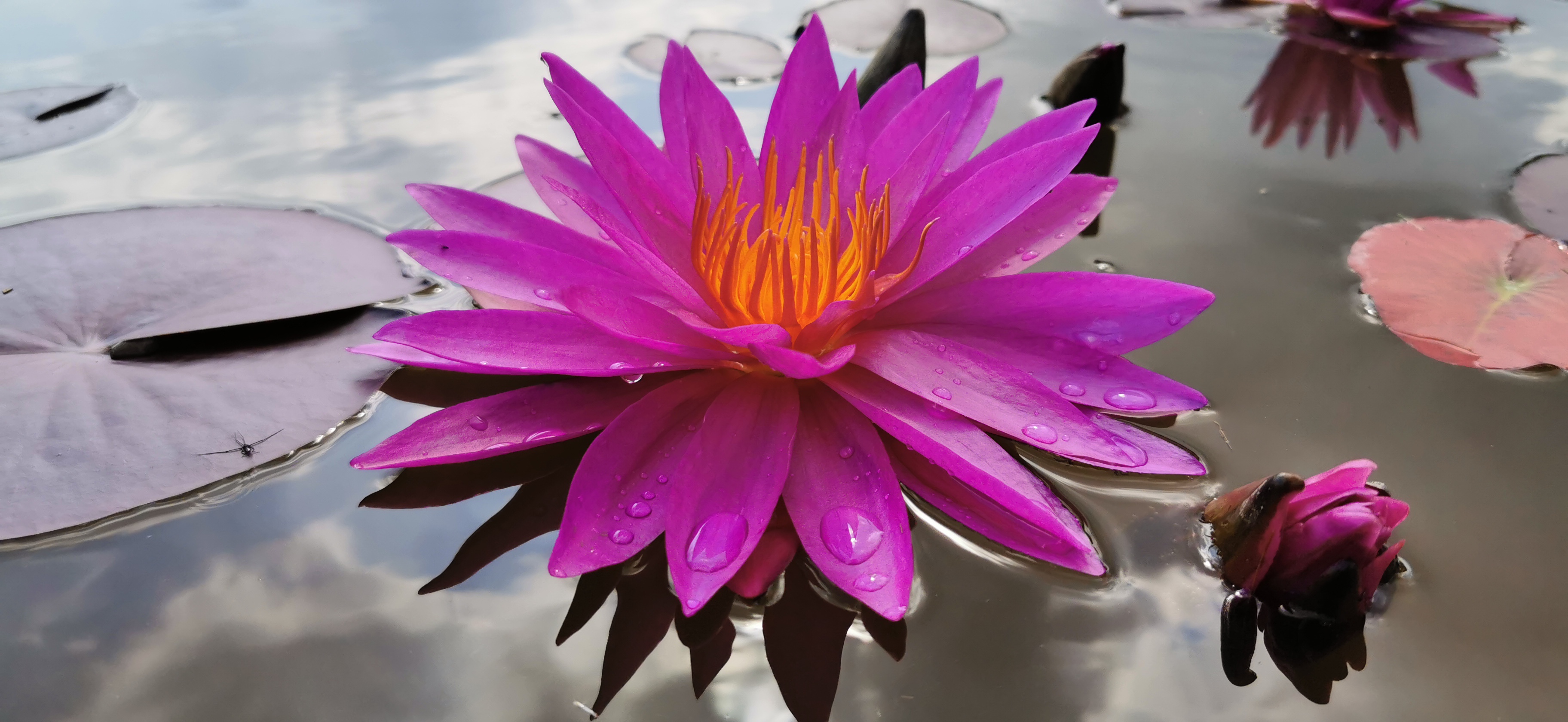 Vandens lelija "Detective Erika"