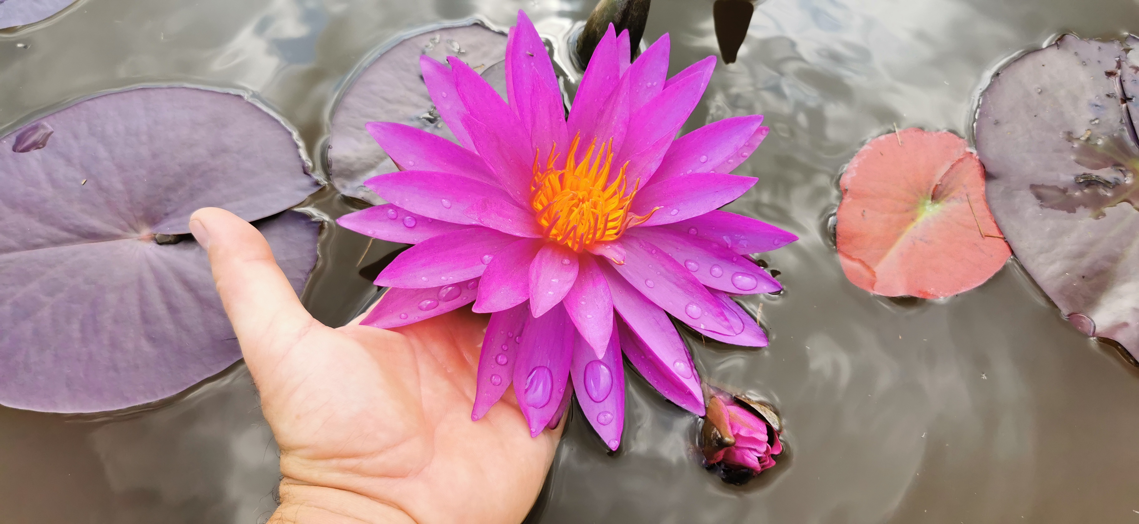 Vandens lelija "Detective Erika"