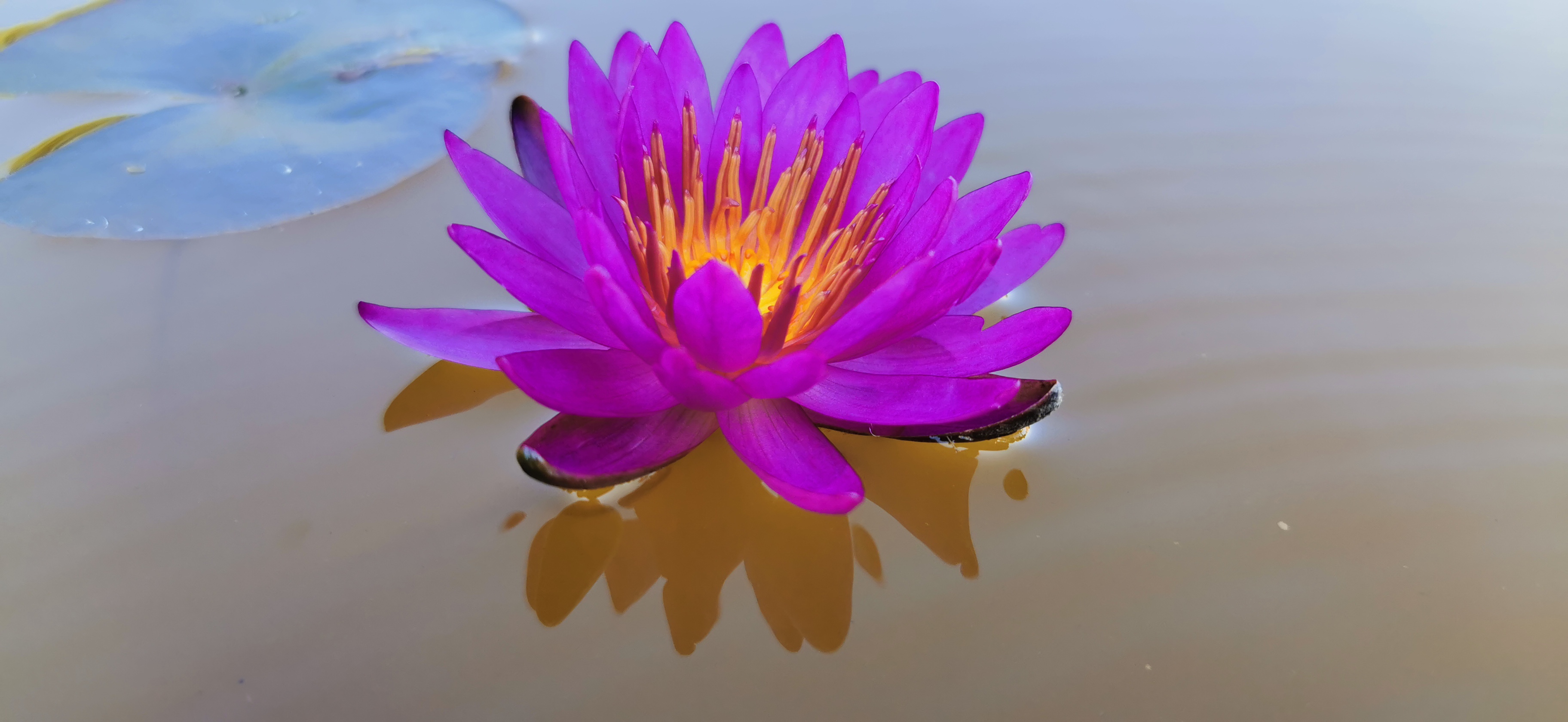 Vandens lelija "Fantasy"