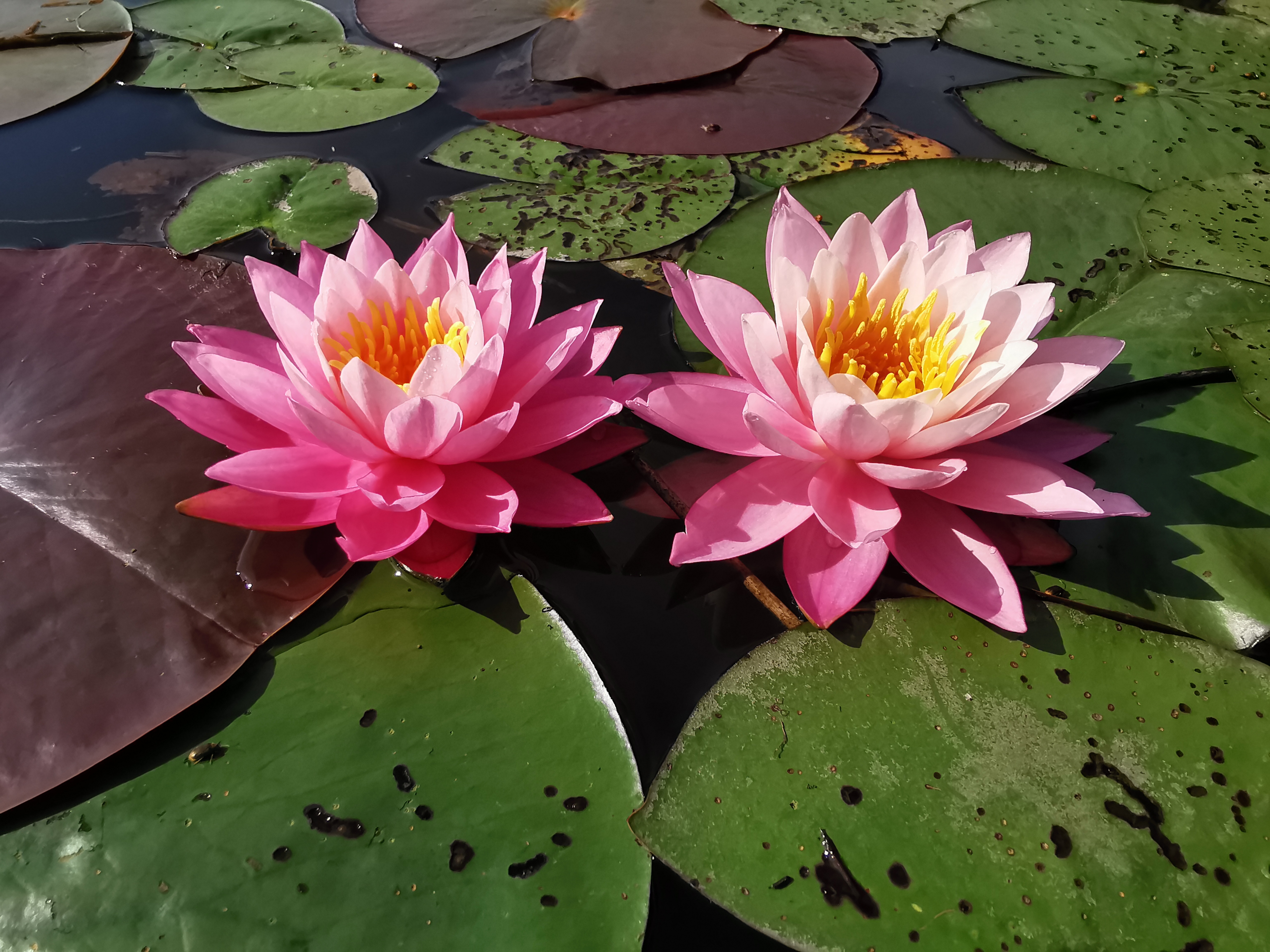 Vandens lelija "Firecrest"