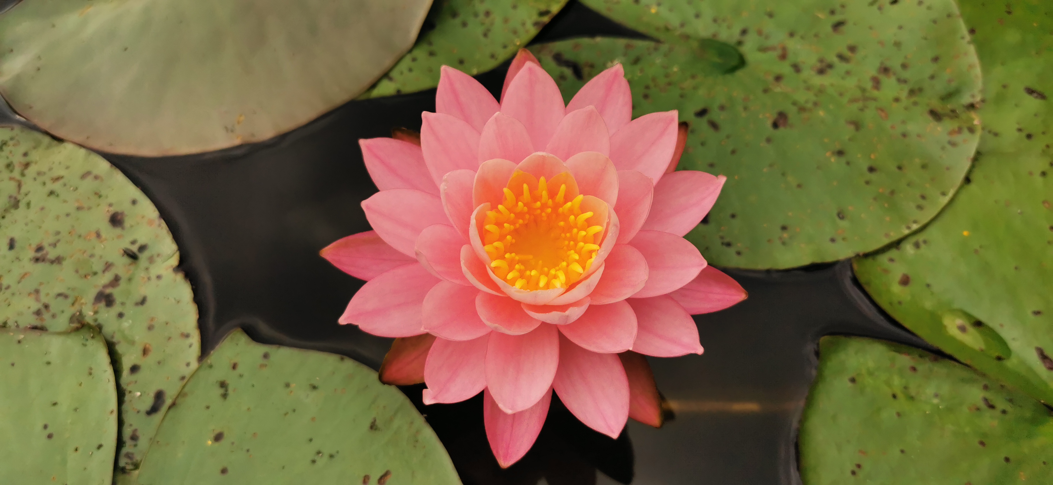 Vandens lelija "Firecrest"