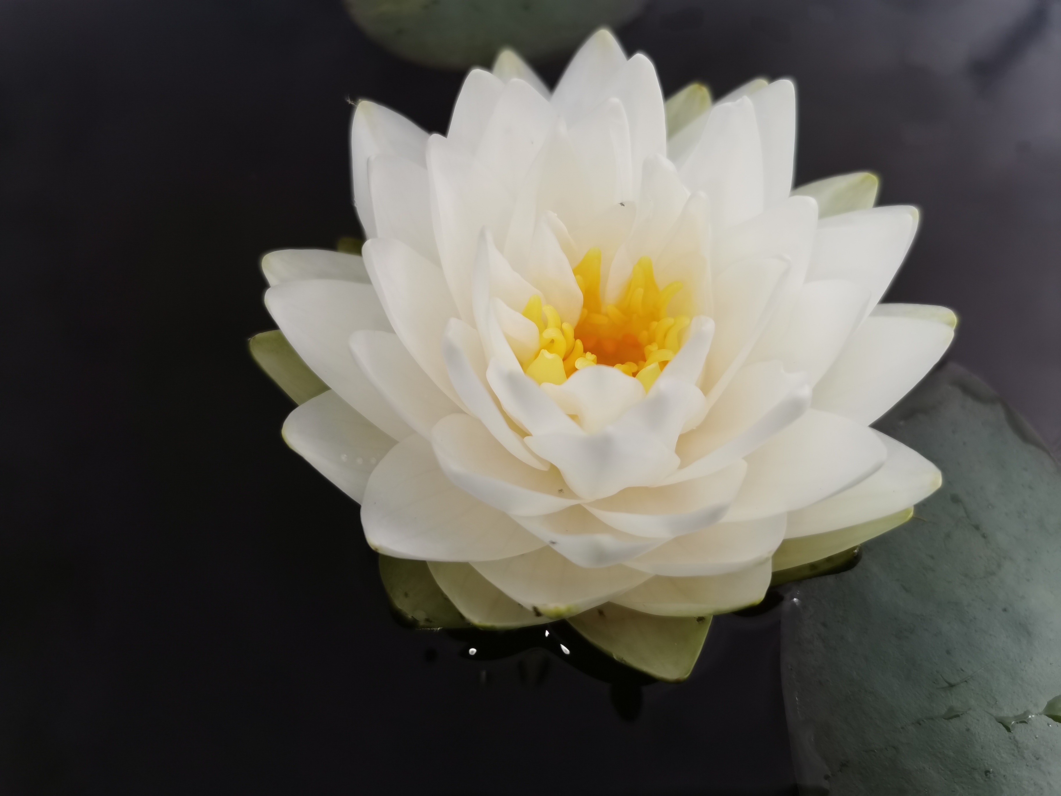 Vandens lelija "GONNERE"