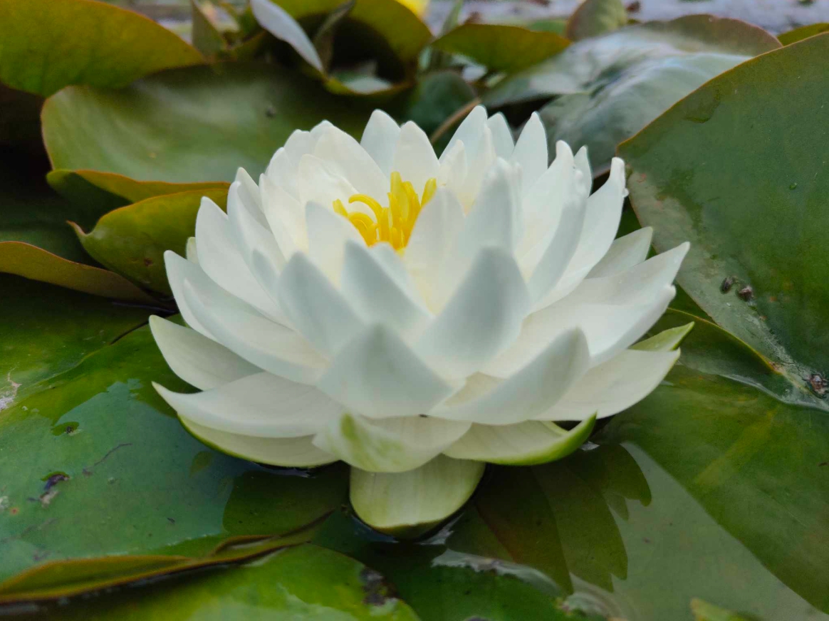 Vandens lelija "GONNERE"