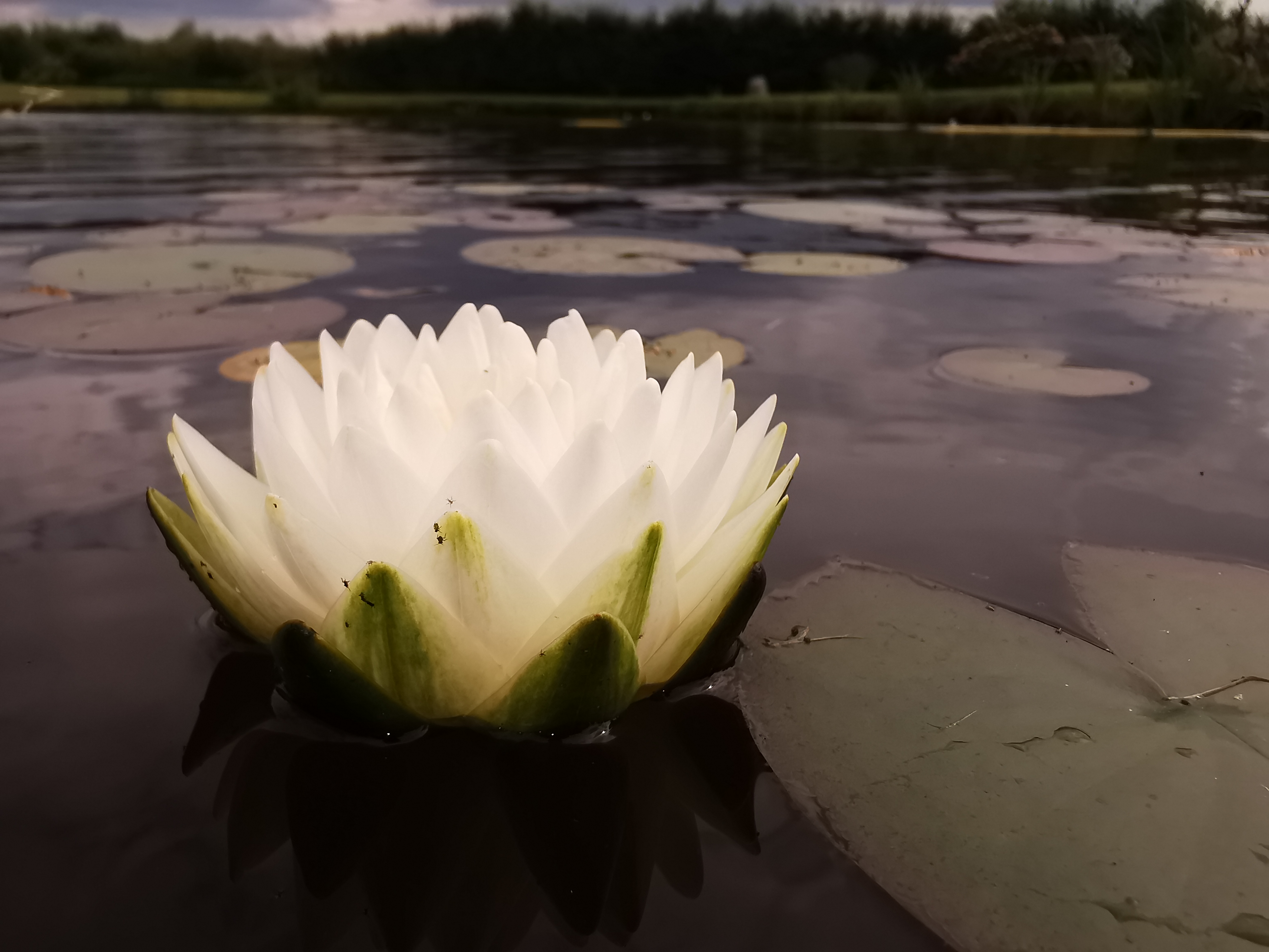 Vandens lelija "GONNERE"