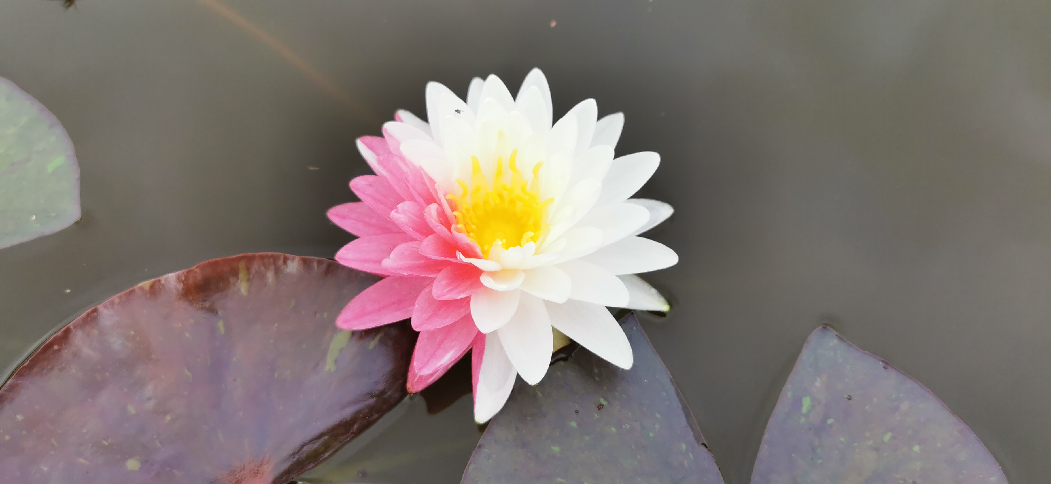 Vandens lelija "Jakkapong"