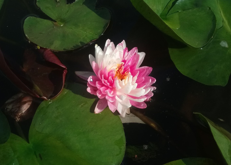 Vandens lelija "Jakkapong"