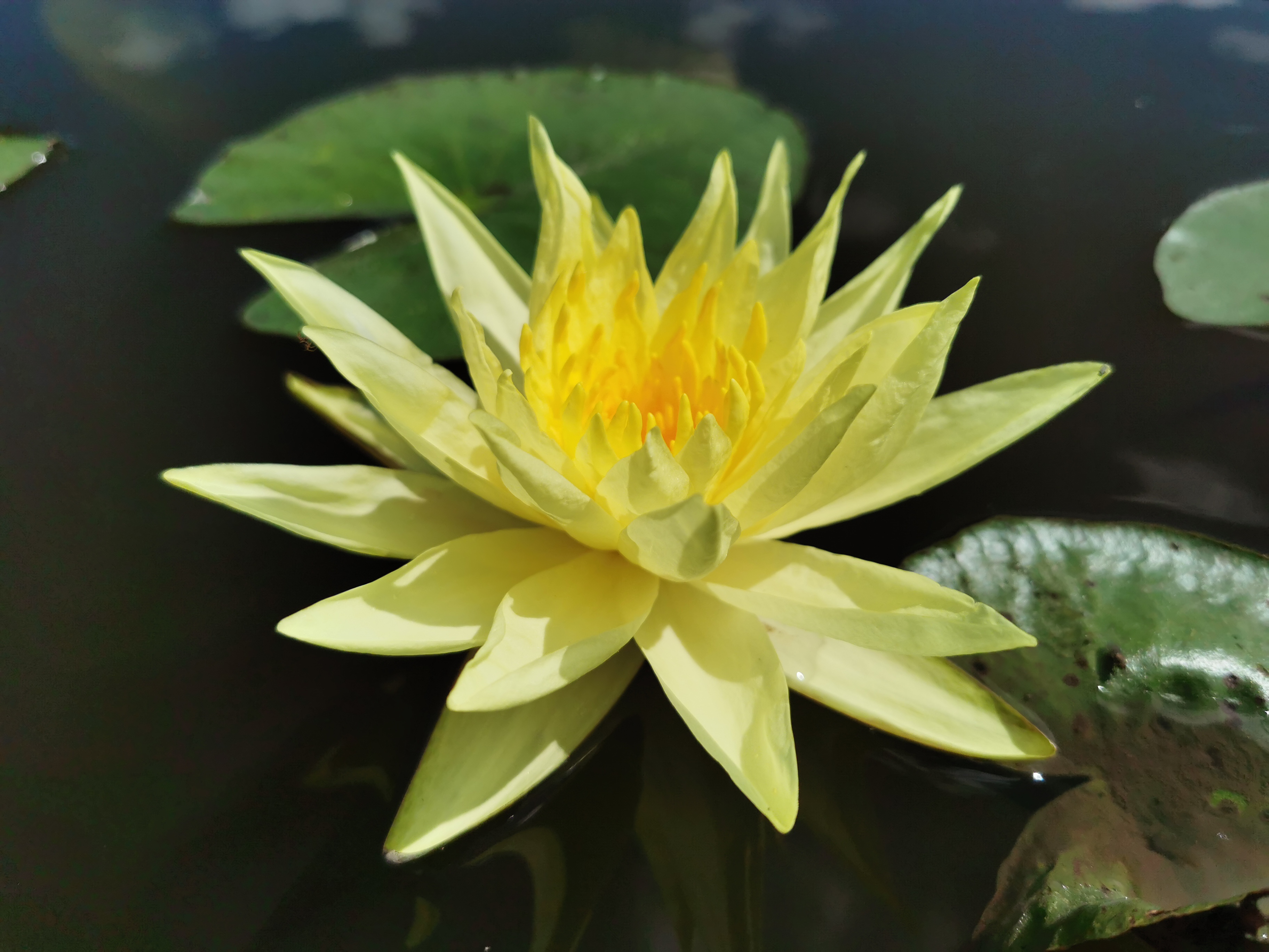 Vandens lelija "Joey Tomacik"