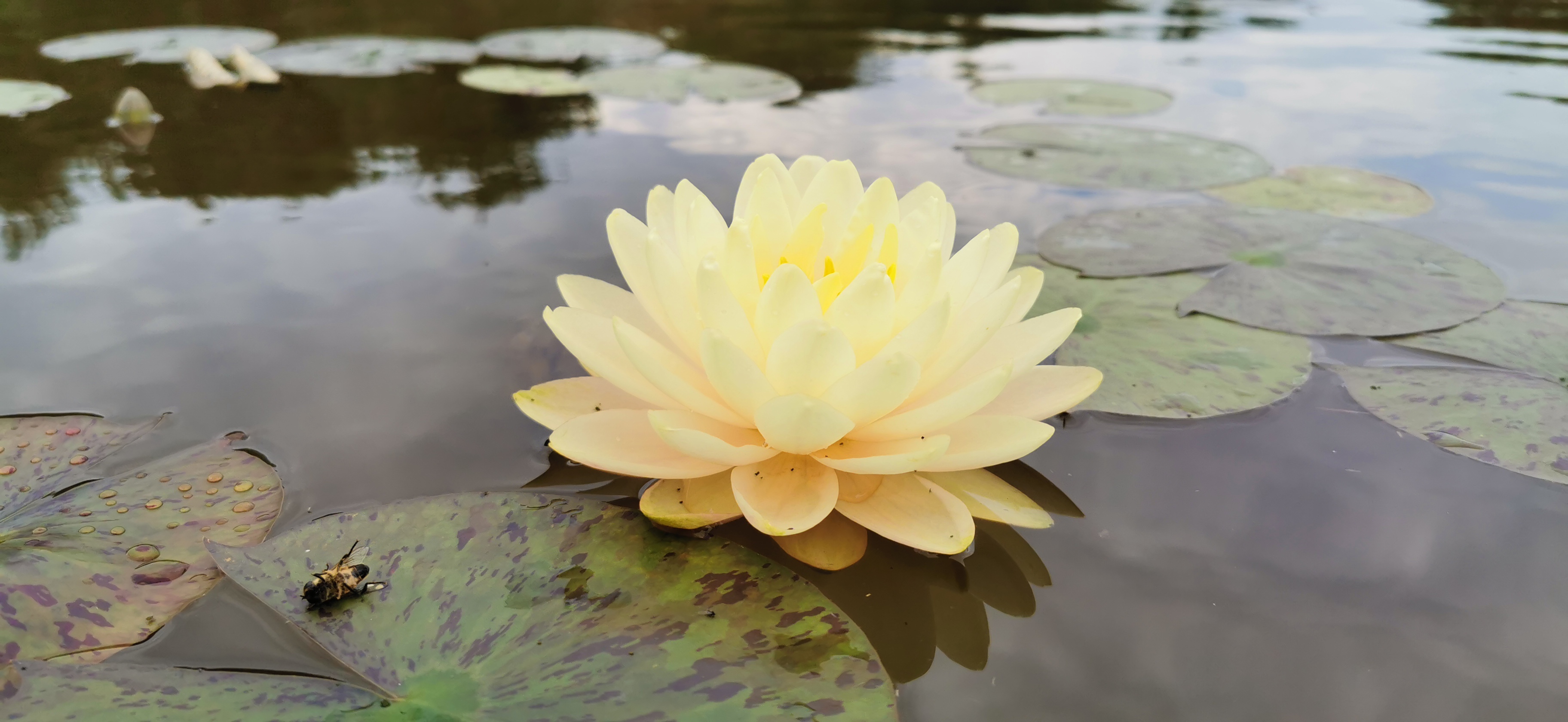 Vandens lelija "Lemon Meringue"