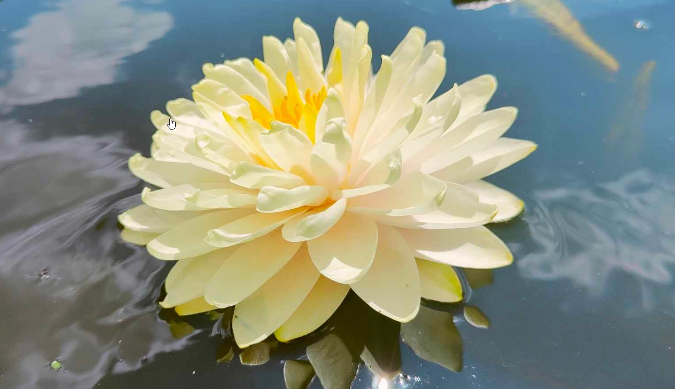 Vandens lelija "Lemon Meringue"