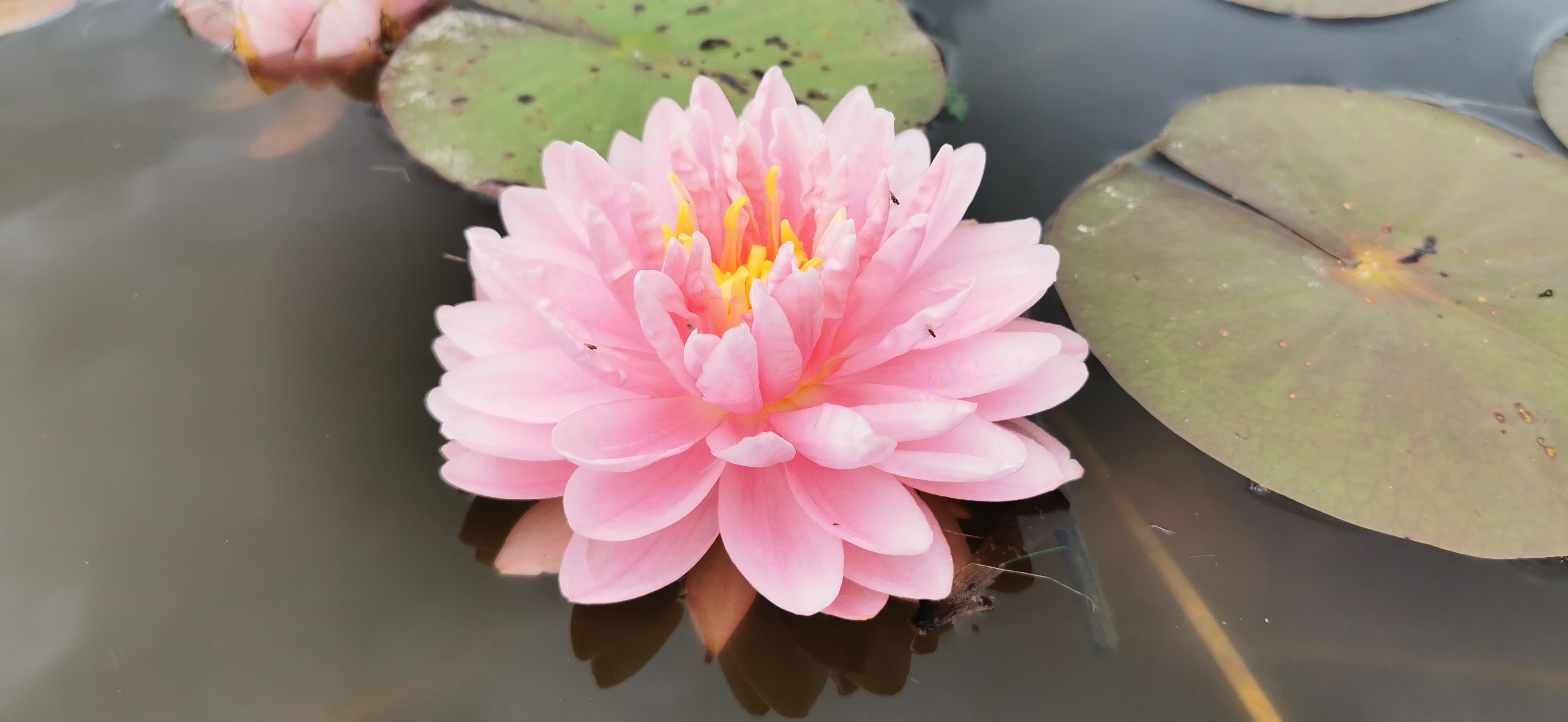 Vandens lelija "Lily Pons"