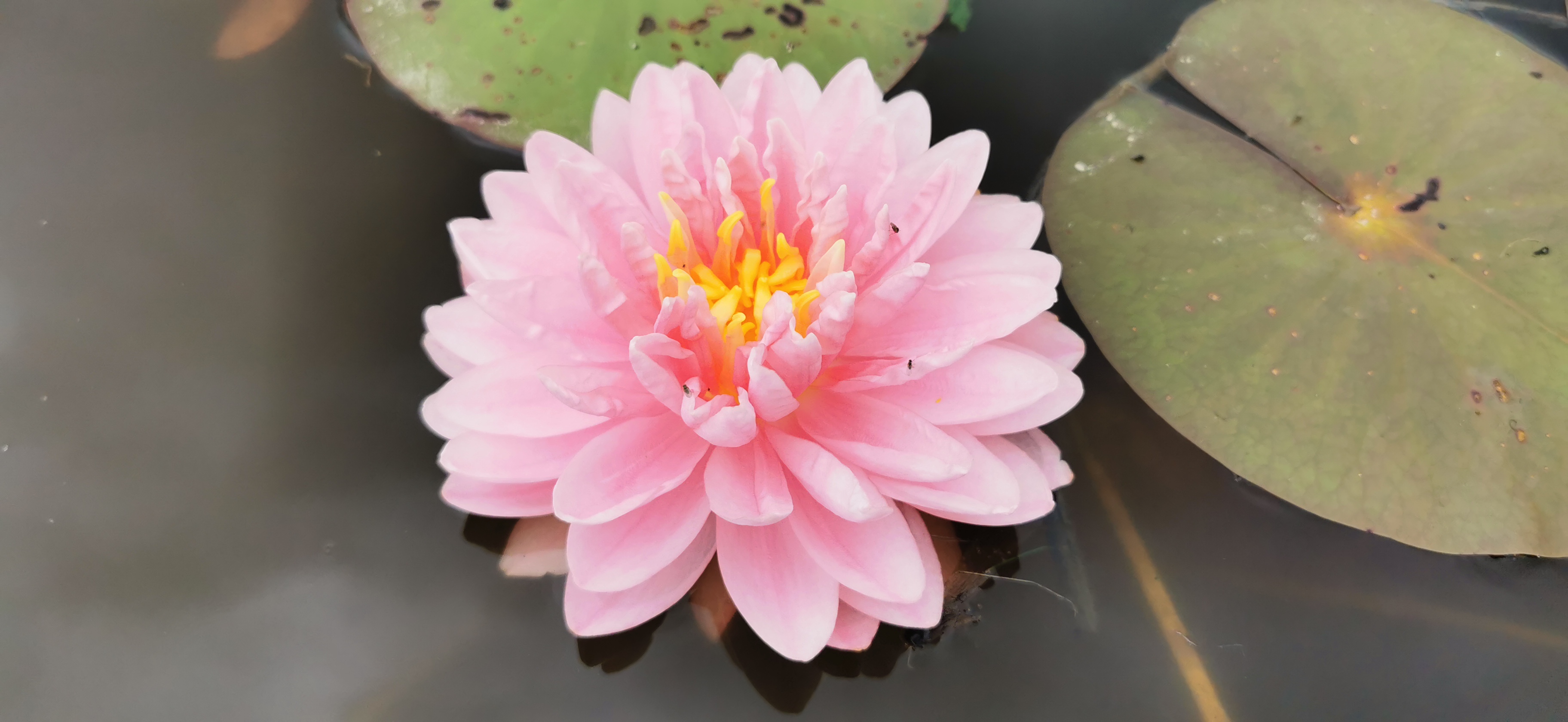 Vandens lelija "Lily Pons"