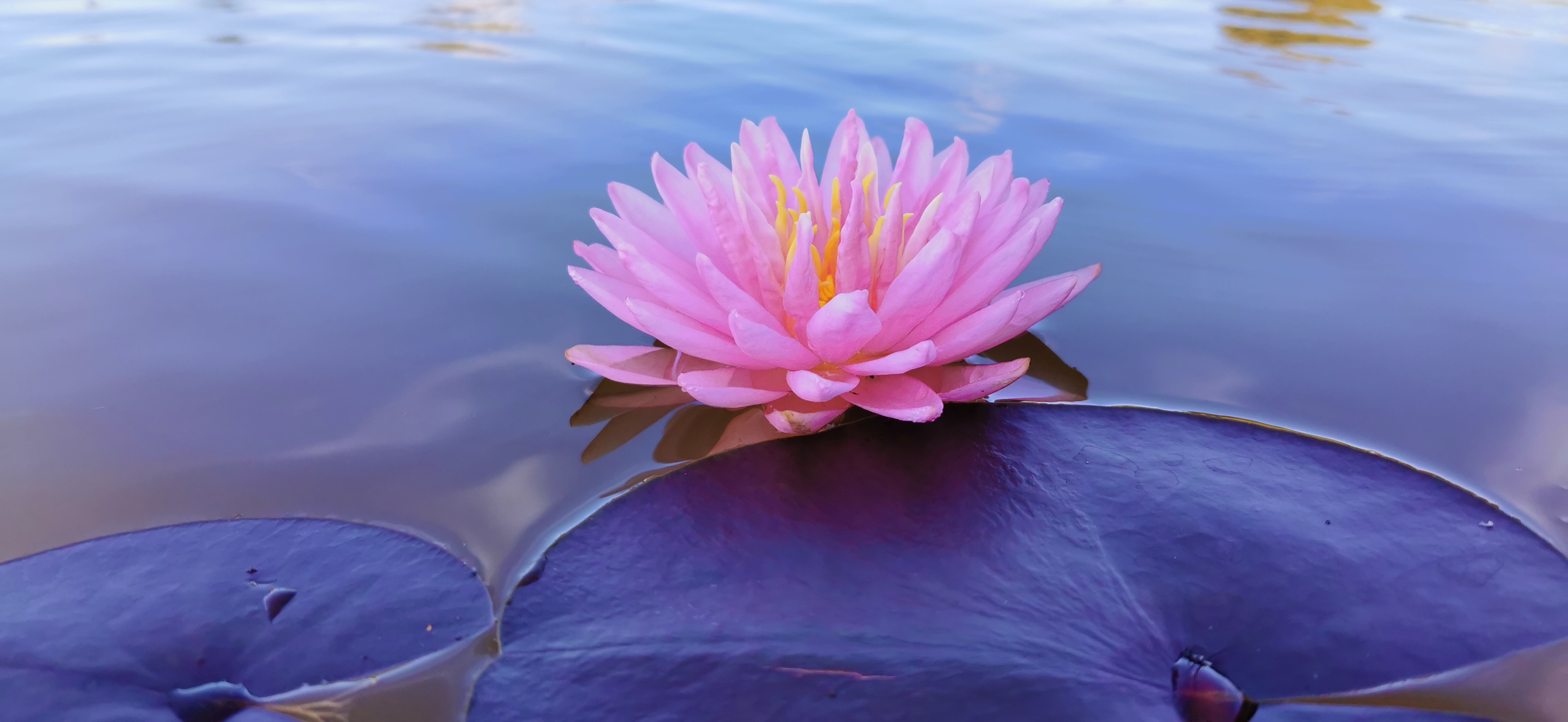 Vandens lelija "Lily Pons"