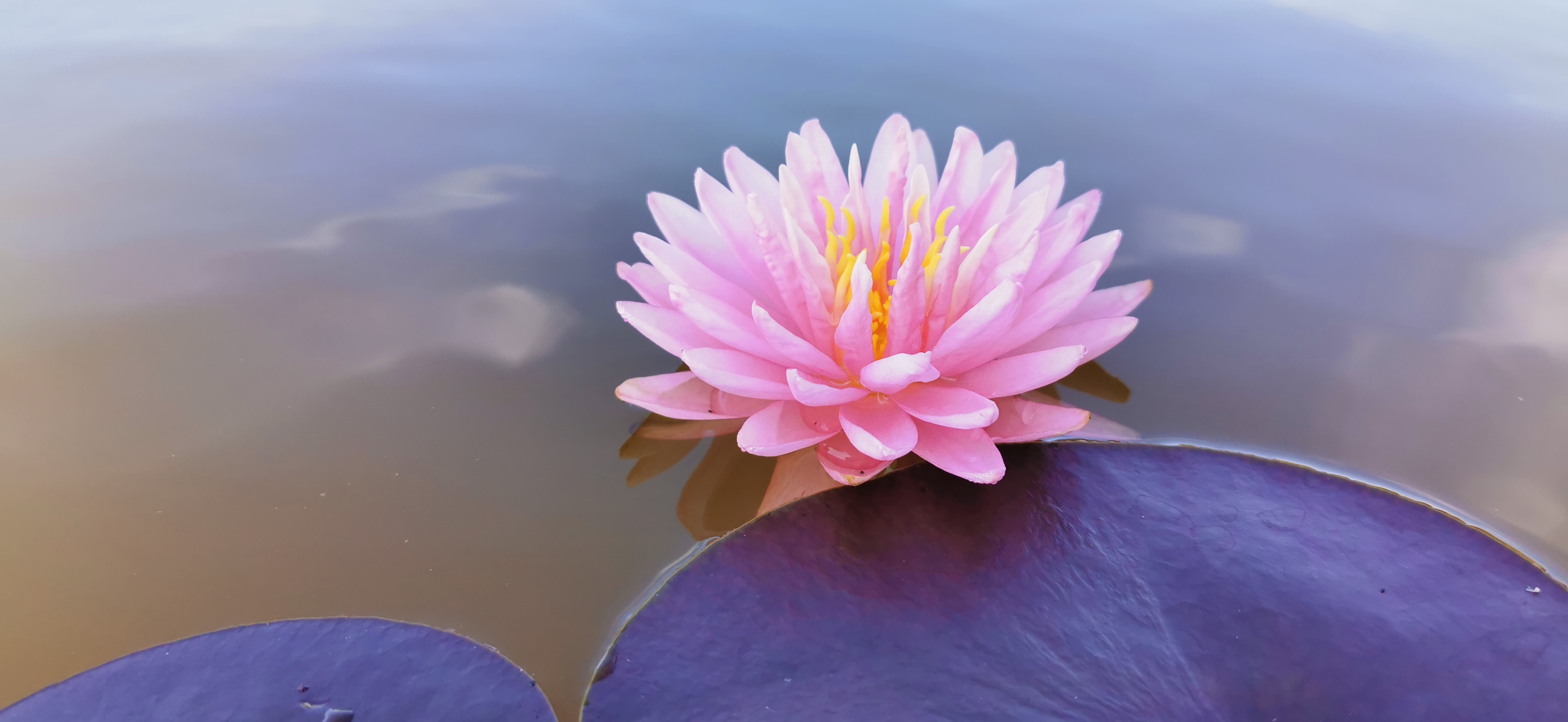 Vandens lelija "Lily Pons"