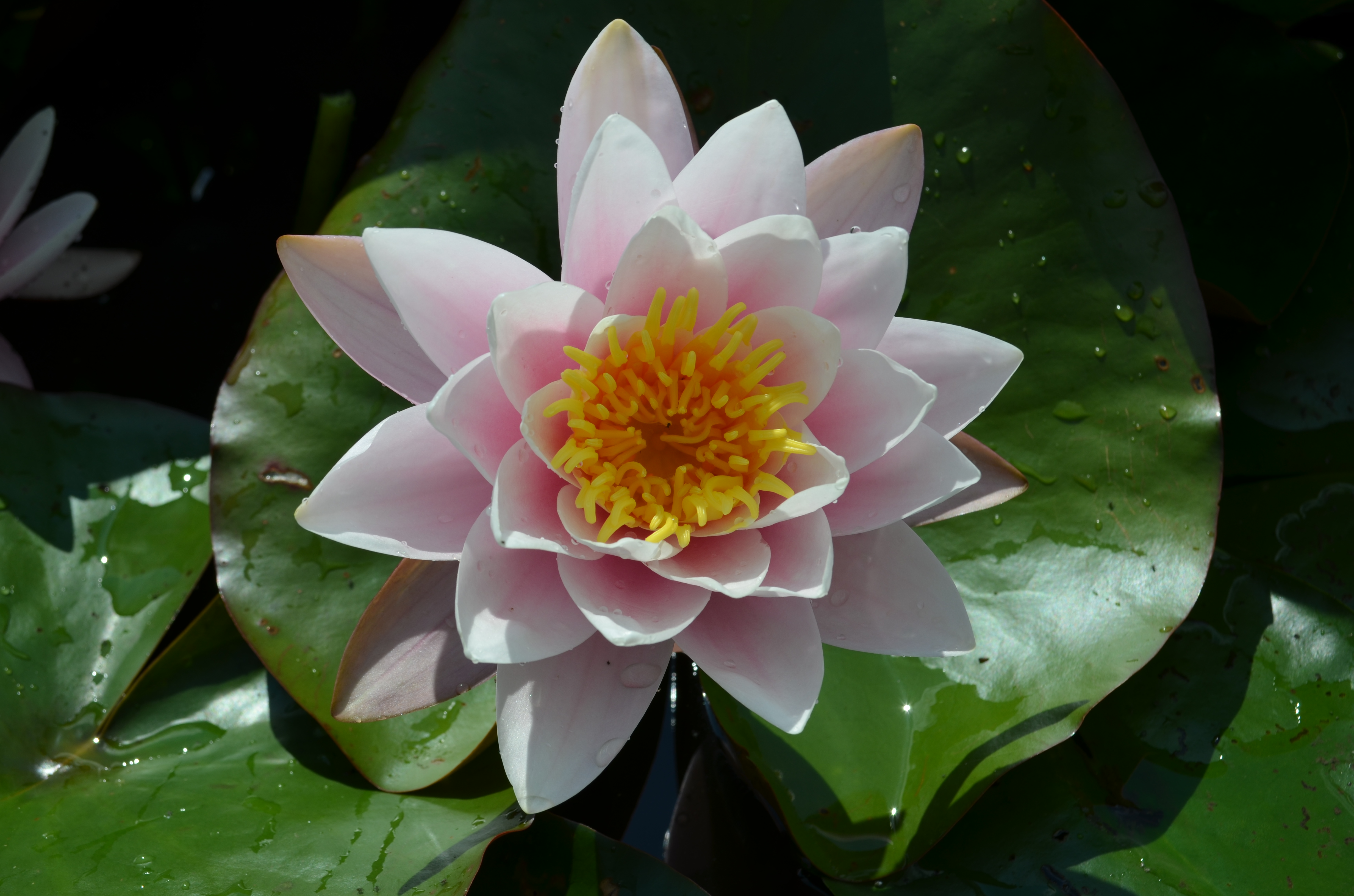 Vandens lelija "Marliacea Rosea"