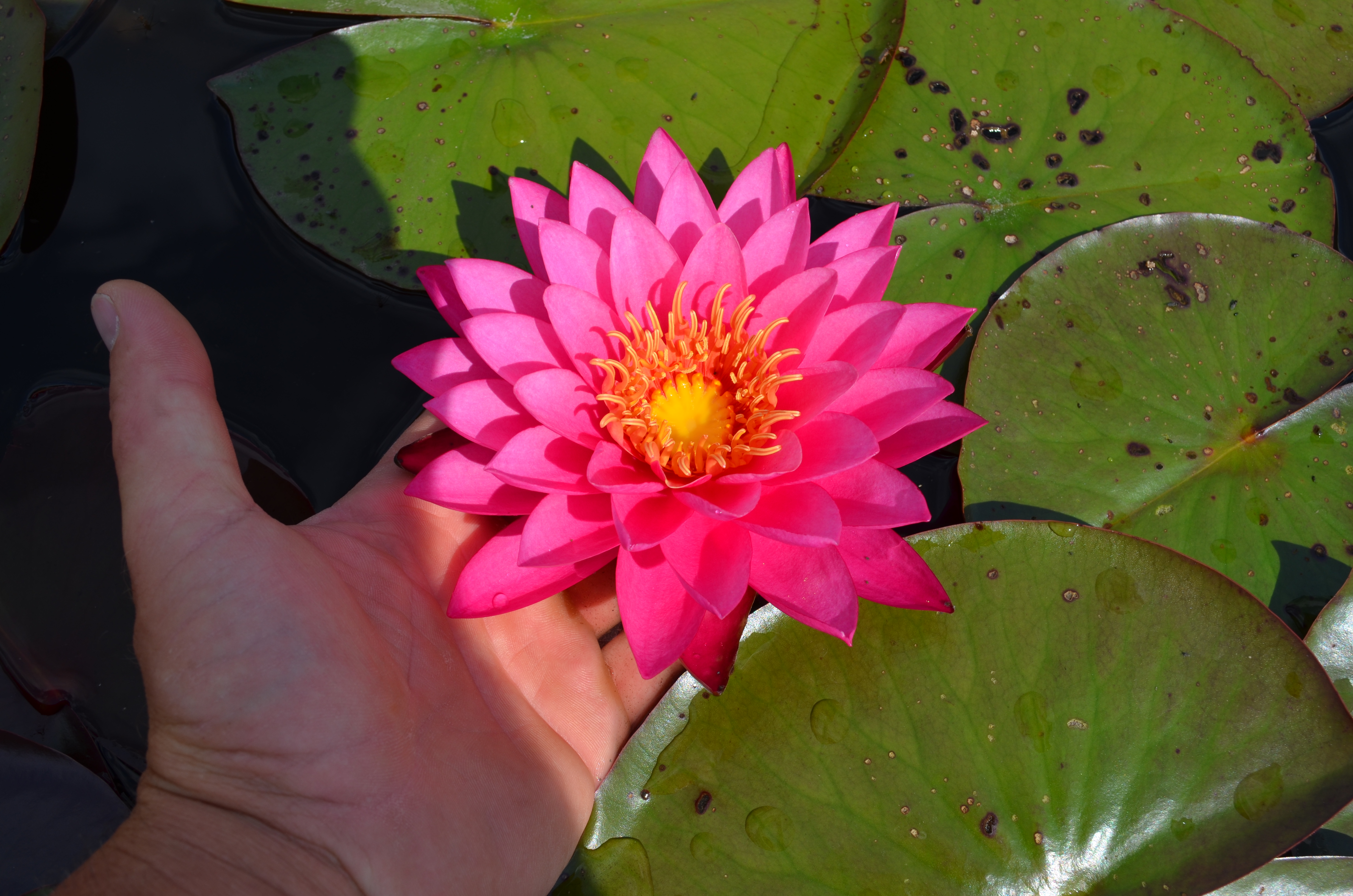 Vandens lelija "Mayla"