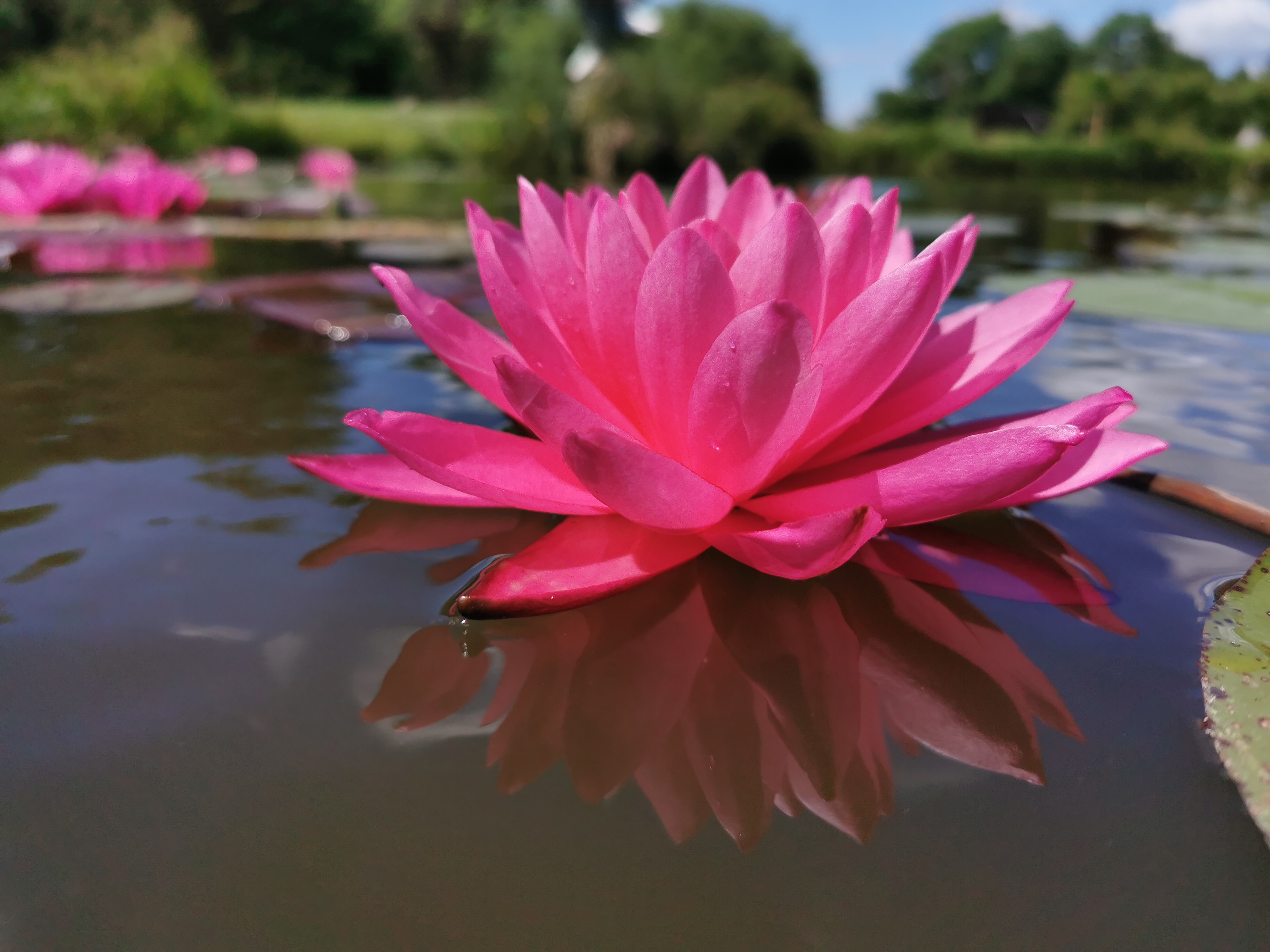 Vandens lelija "Mayla"