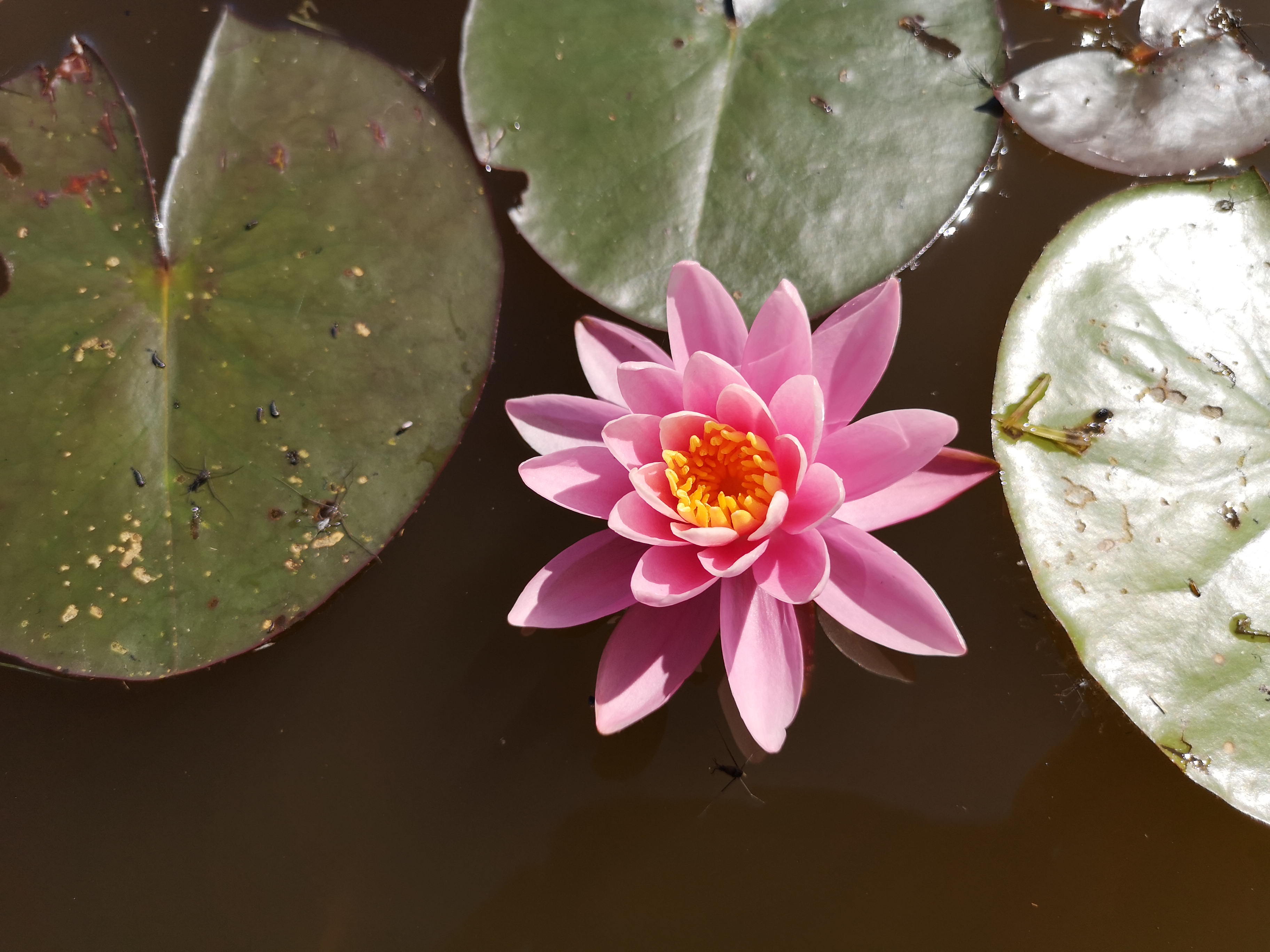 Vandens lelija "Nigel"