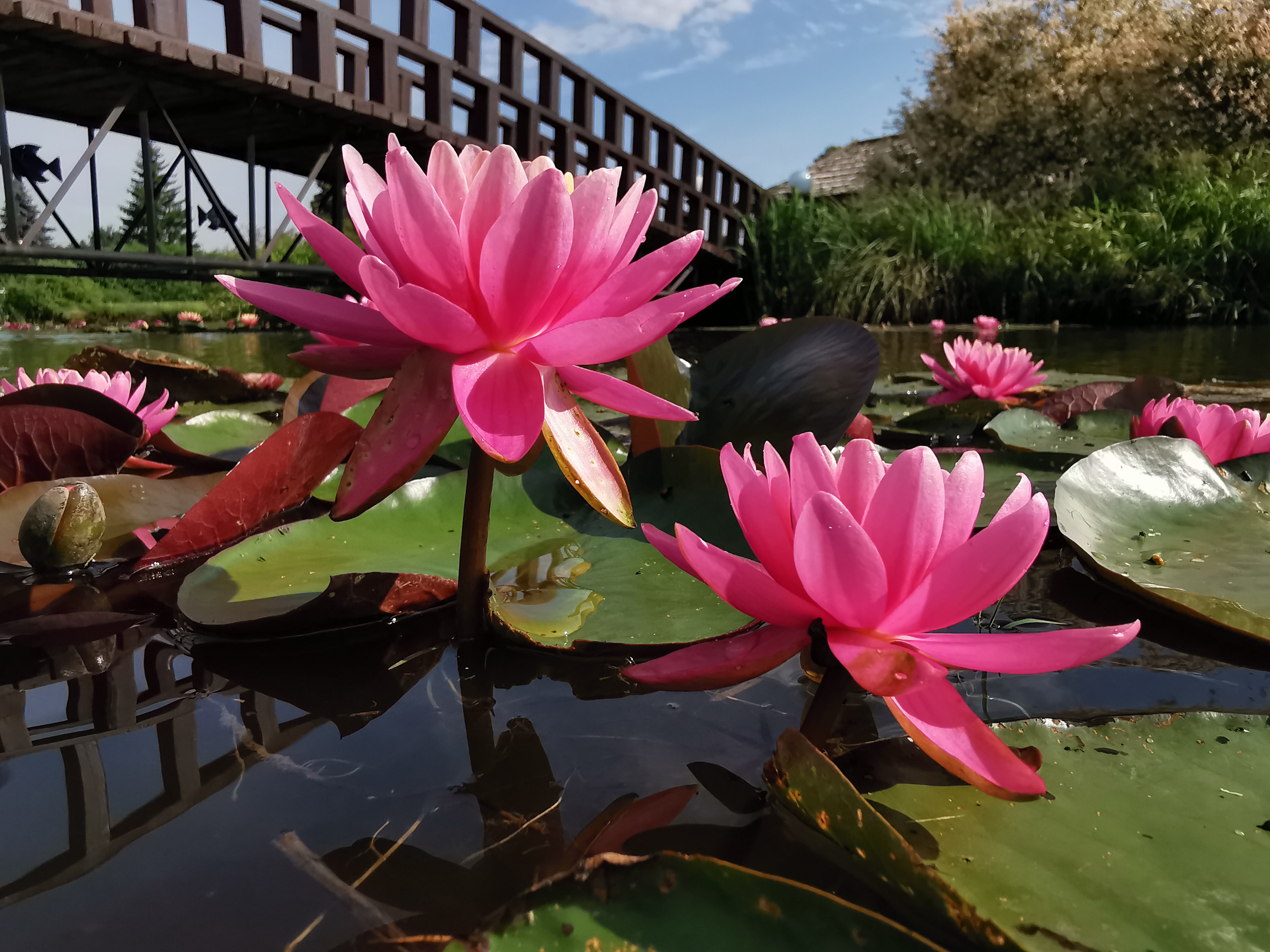 Vandens lelija "Nigel"
