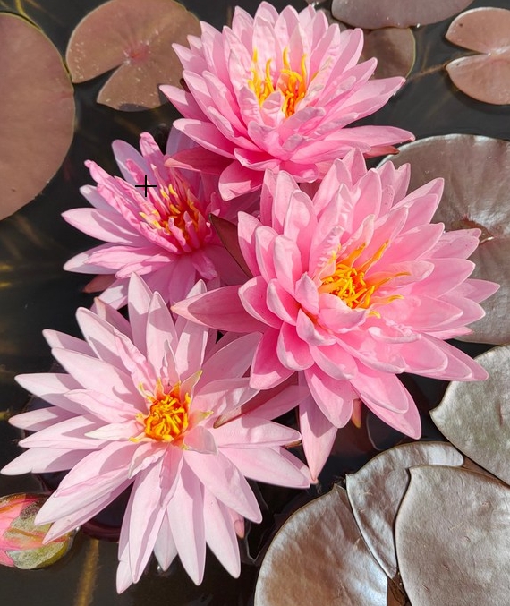 Vandens lelija "Edina"