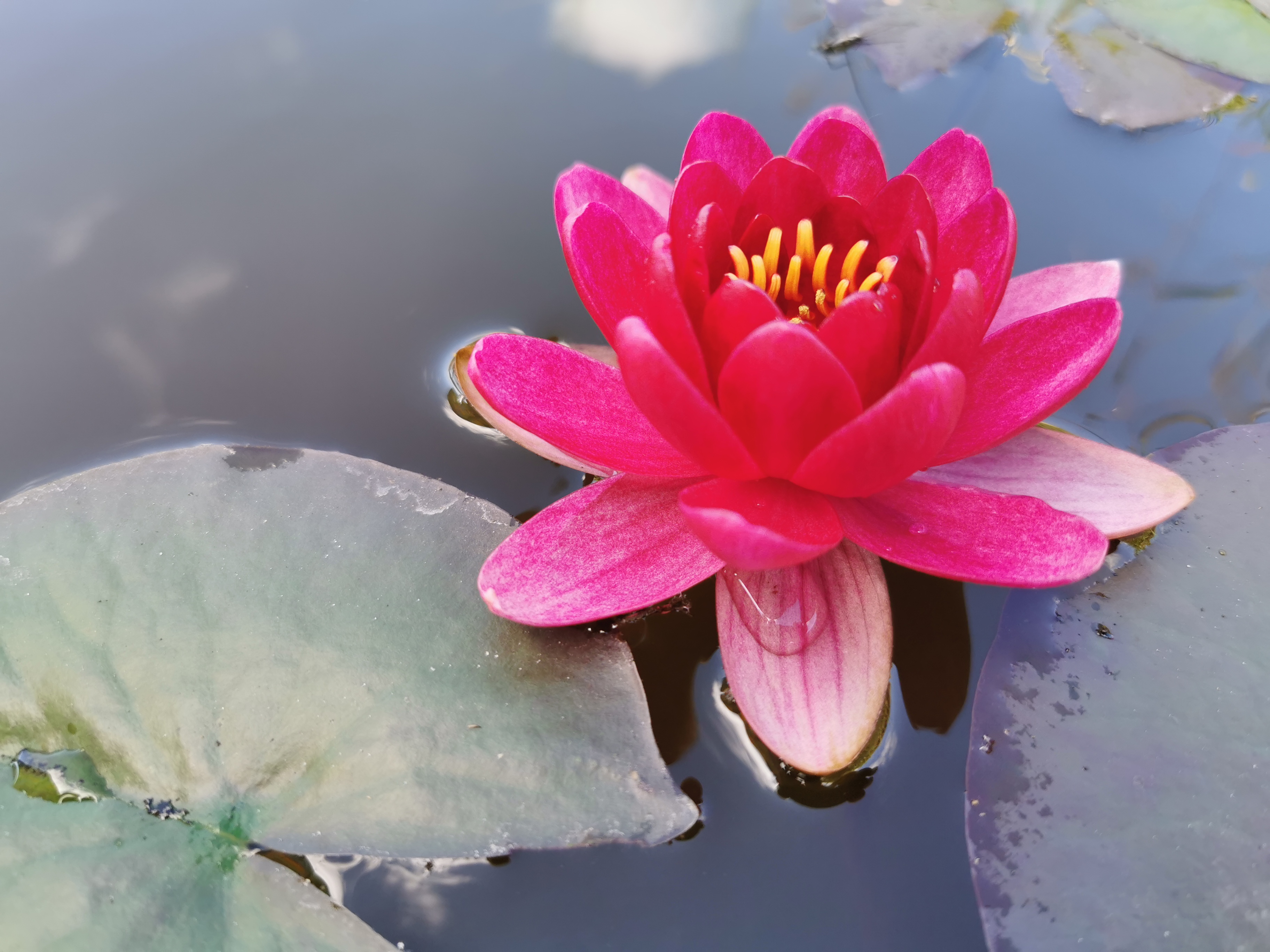 Vandens mini lelija "Perrys Baby Red'