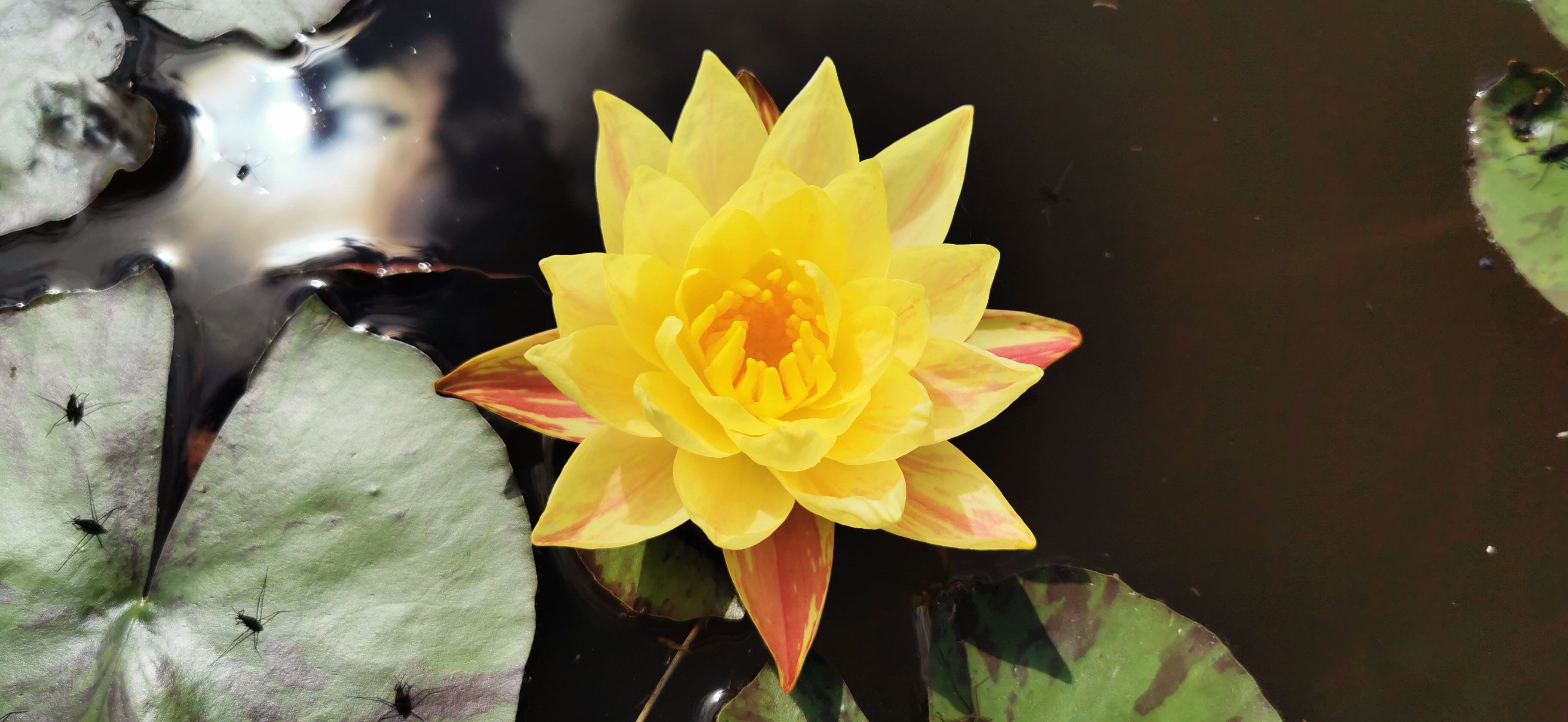 Vandens lelija "Paranne"