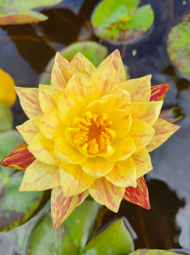 Vandens lelija "Paranne"