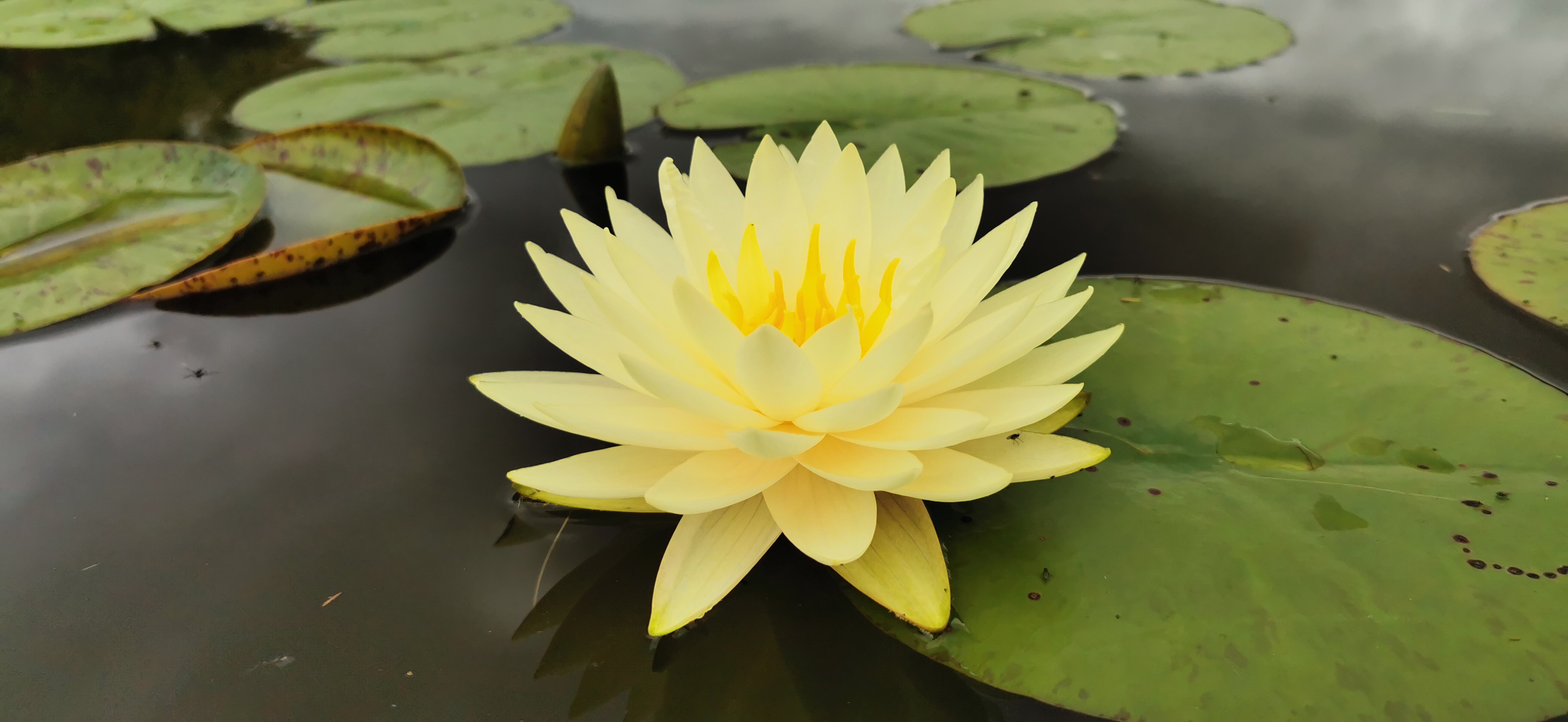 Vandens lelija "Perrys double yellow"